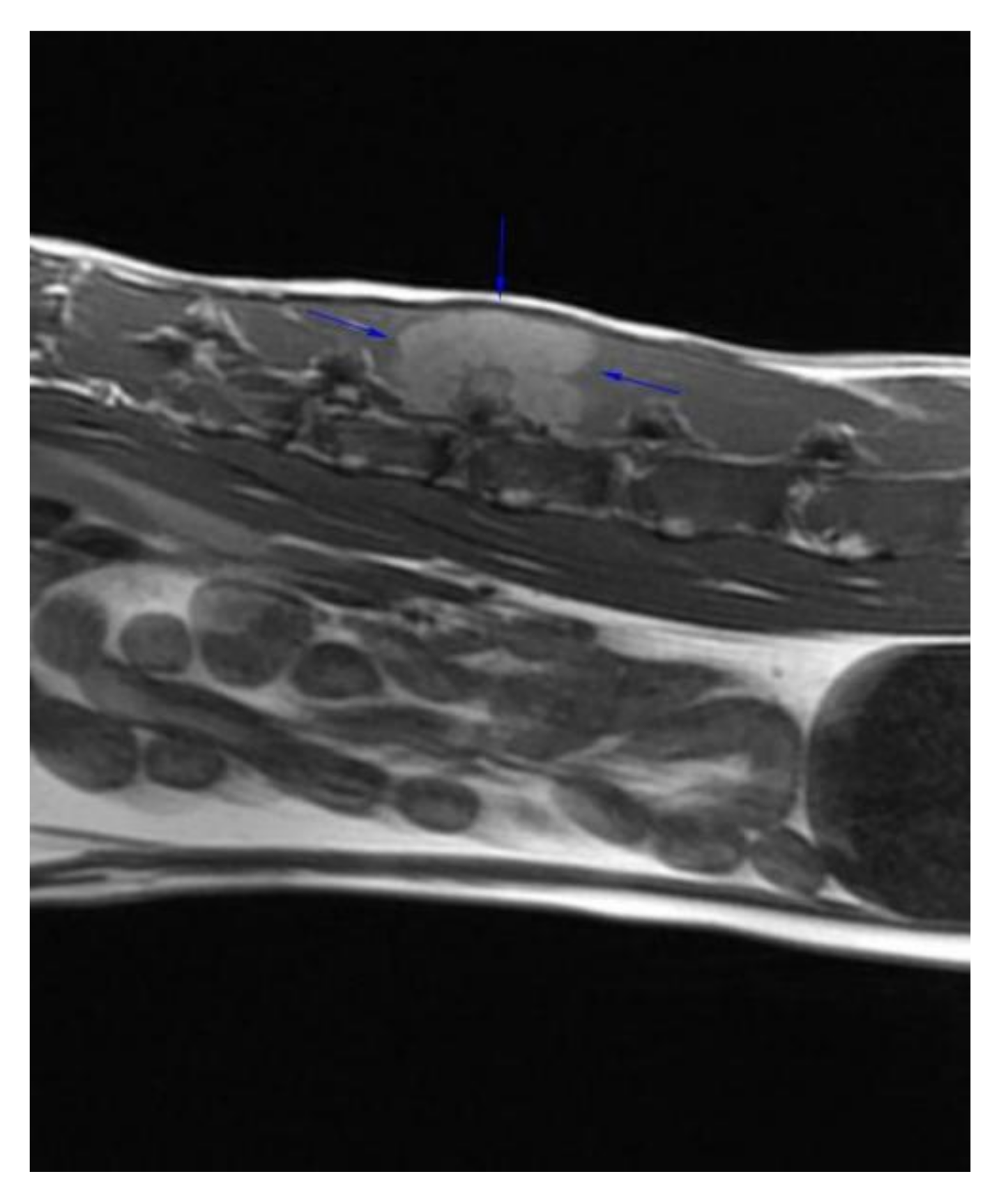 Vetsci 09 00315 g001 Vetsci 09 00315 g001