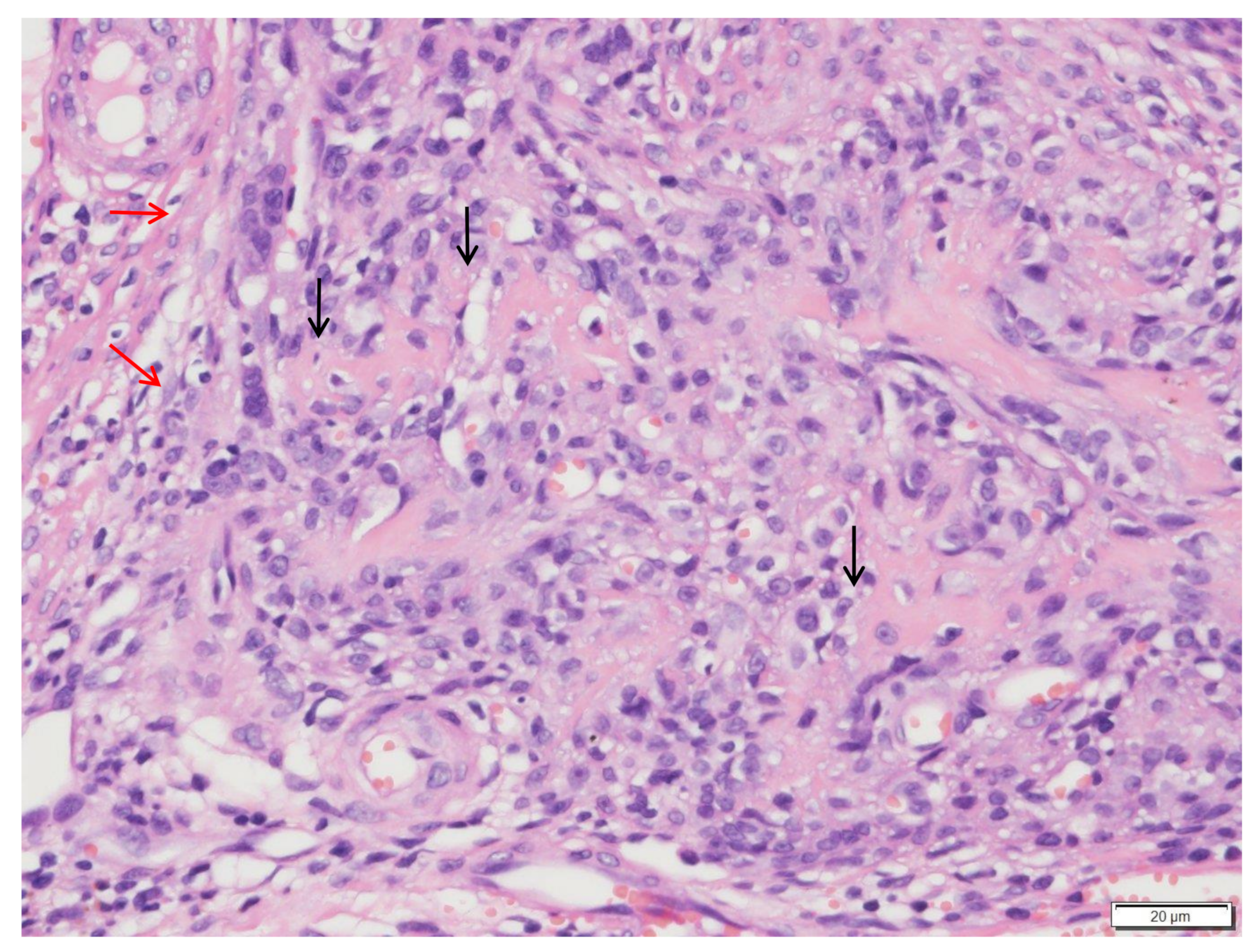 Vetsci 09 00315 g007 Vetsci 09 00315 g007