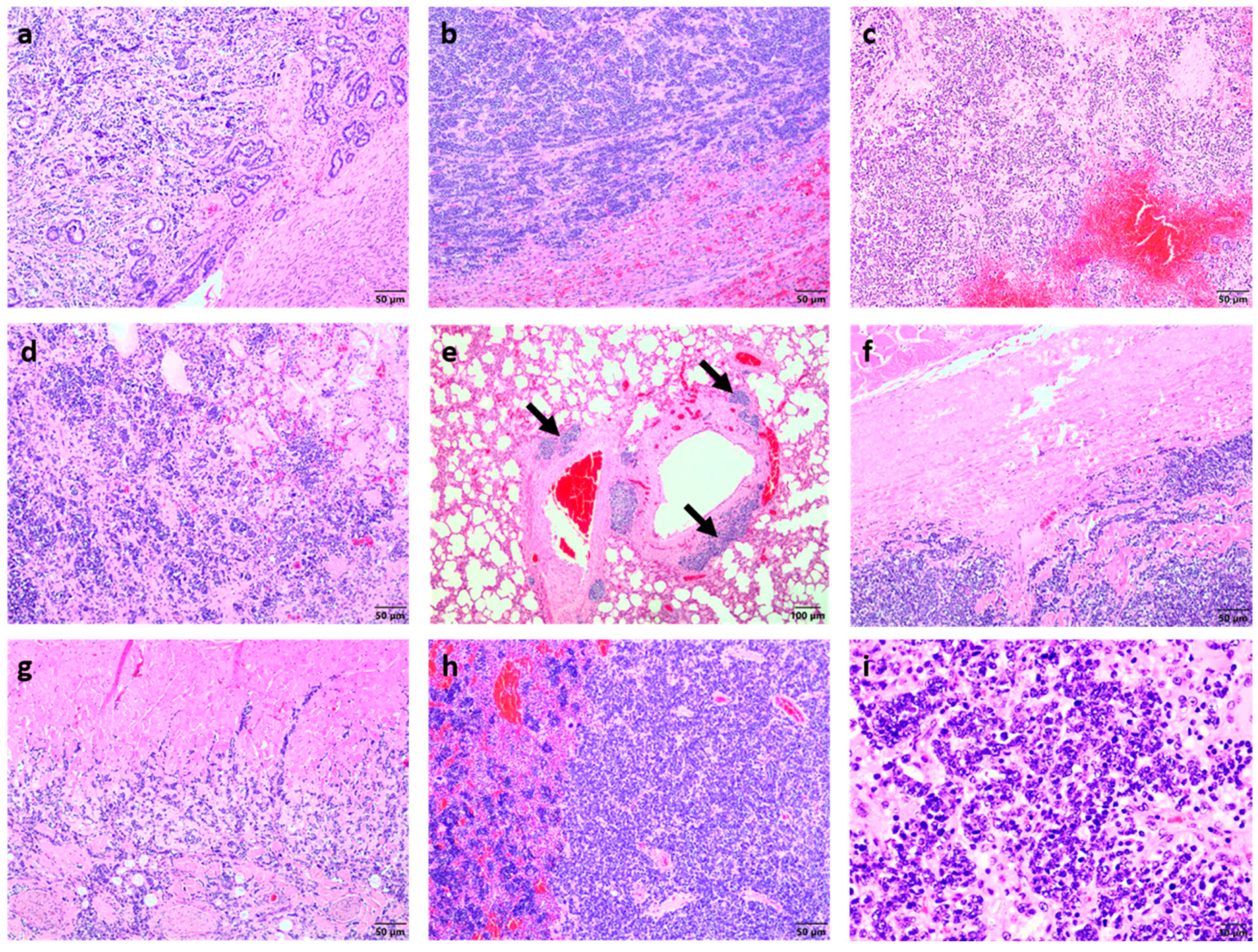 Vetsci 09 00339 g002 Vetsci 09 00339 g002