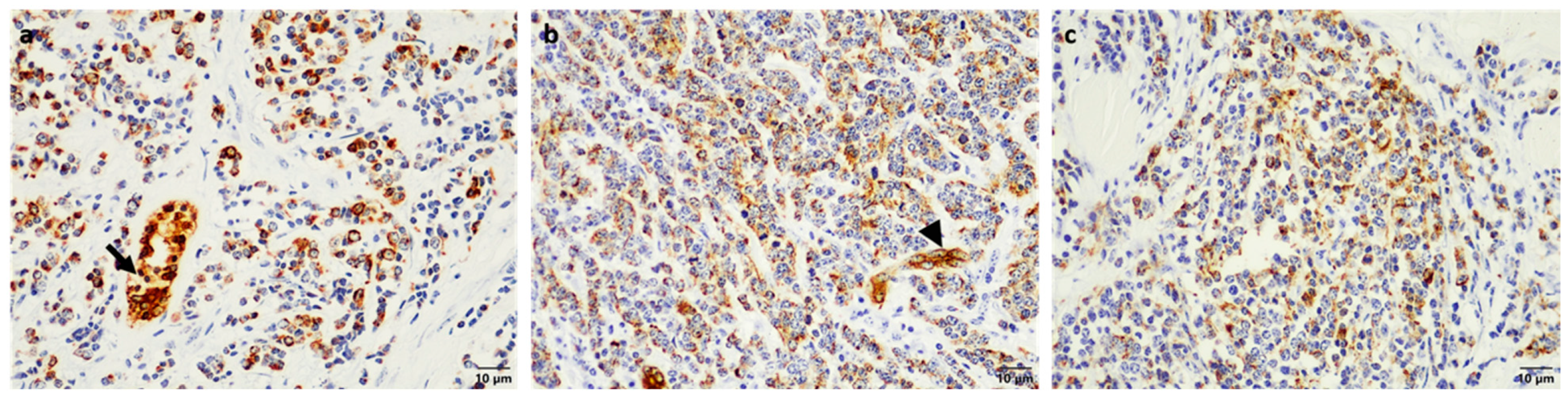 Vetsci 09 00339 g003 Vetsci 09 00339 g003