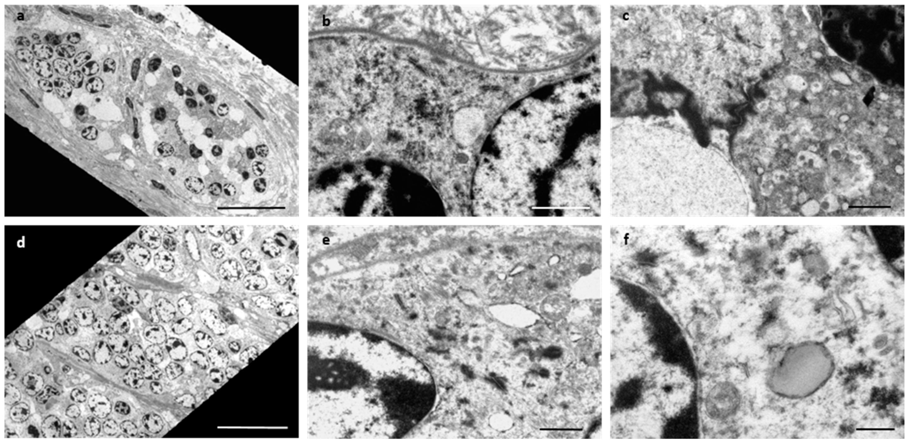 Vetsci 09 00339 g004 Vetsci 09 00339 g004