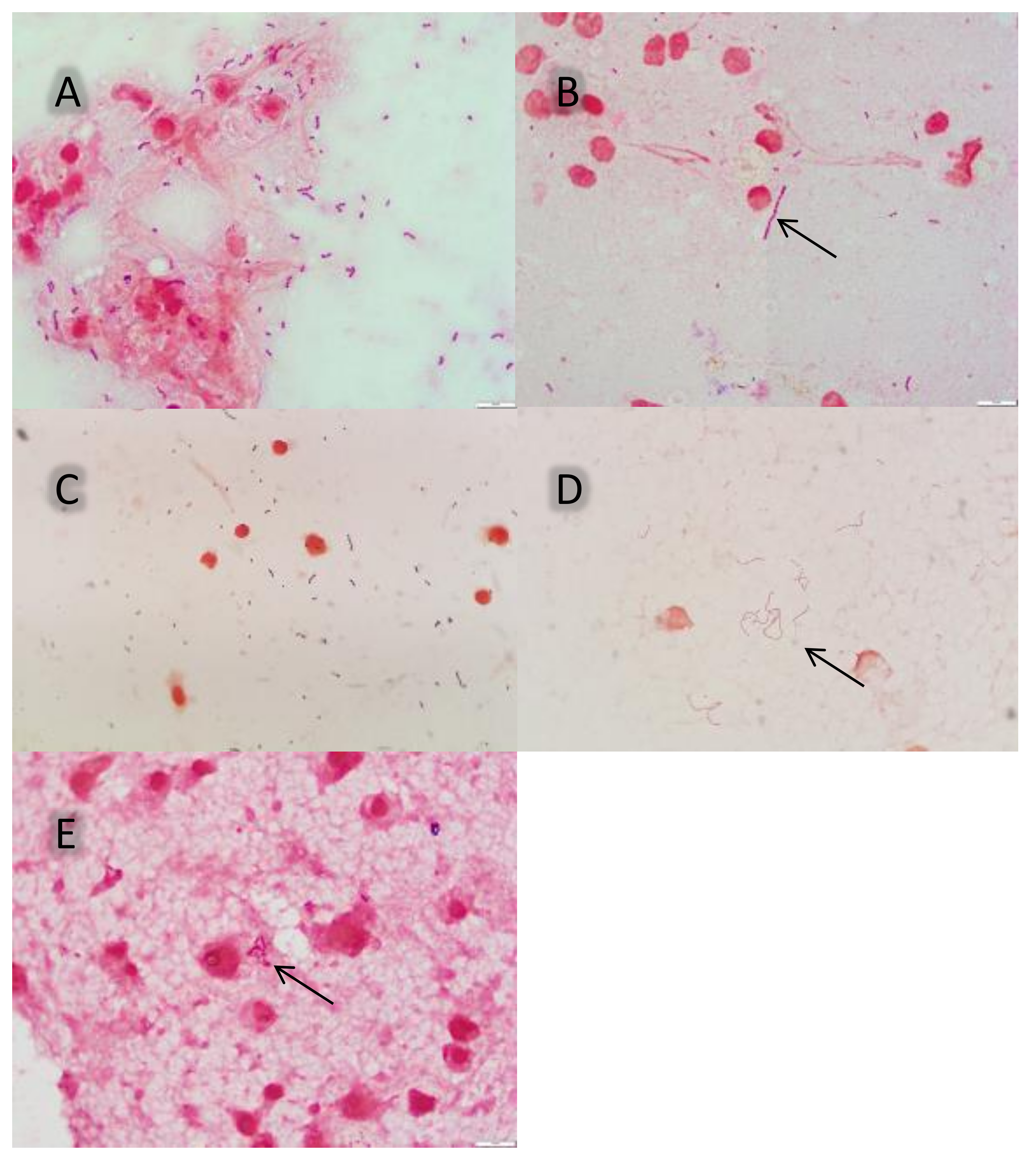 Vetsci 09 00341 g002