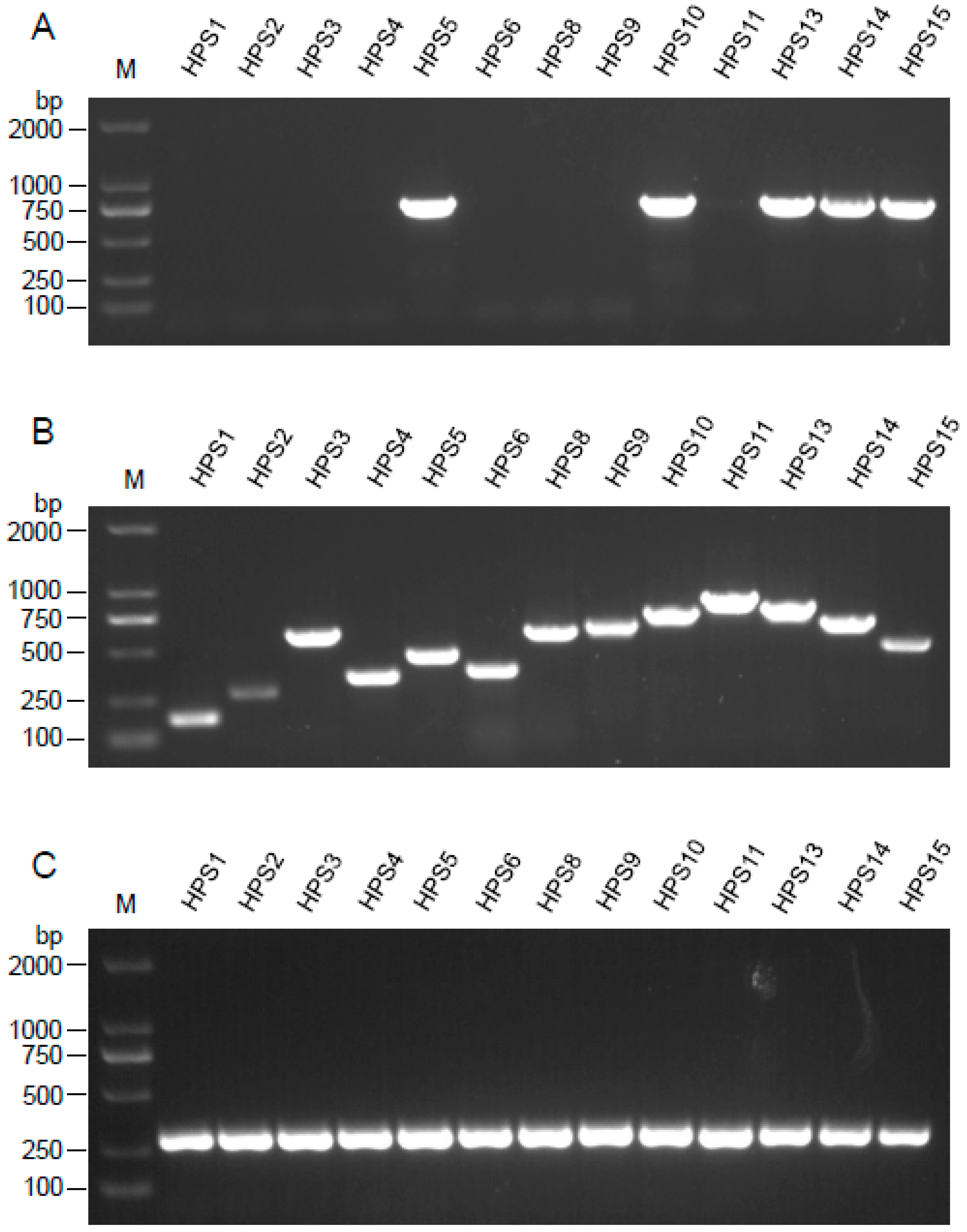 Vetsci 09 00342 g001