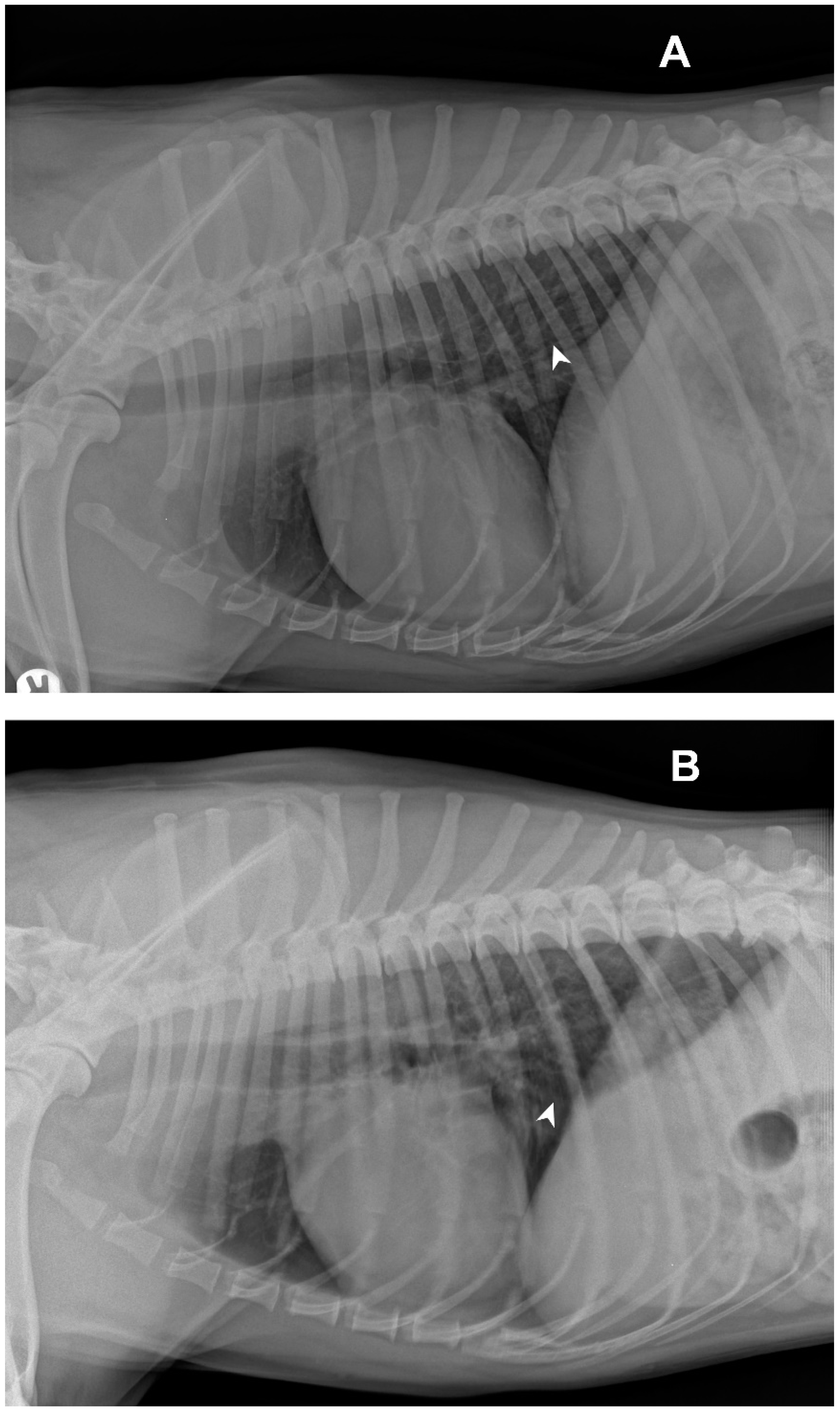 Vetsci 09 00346 g001