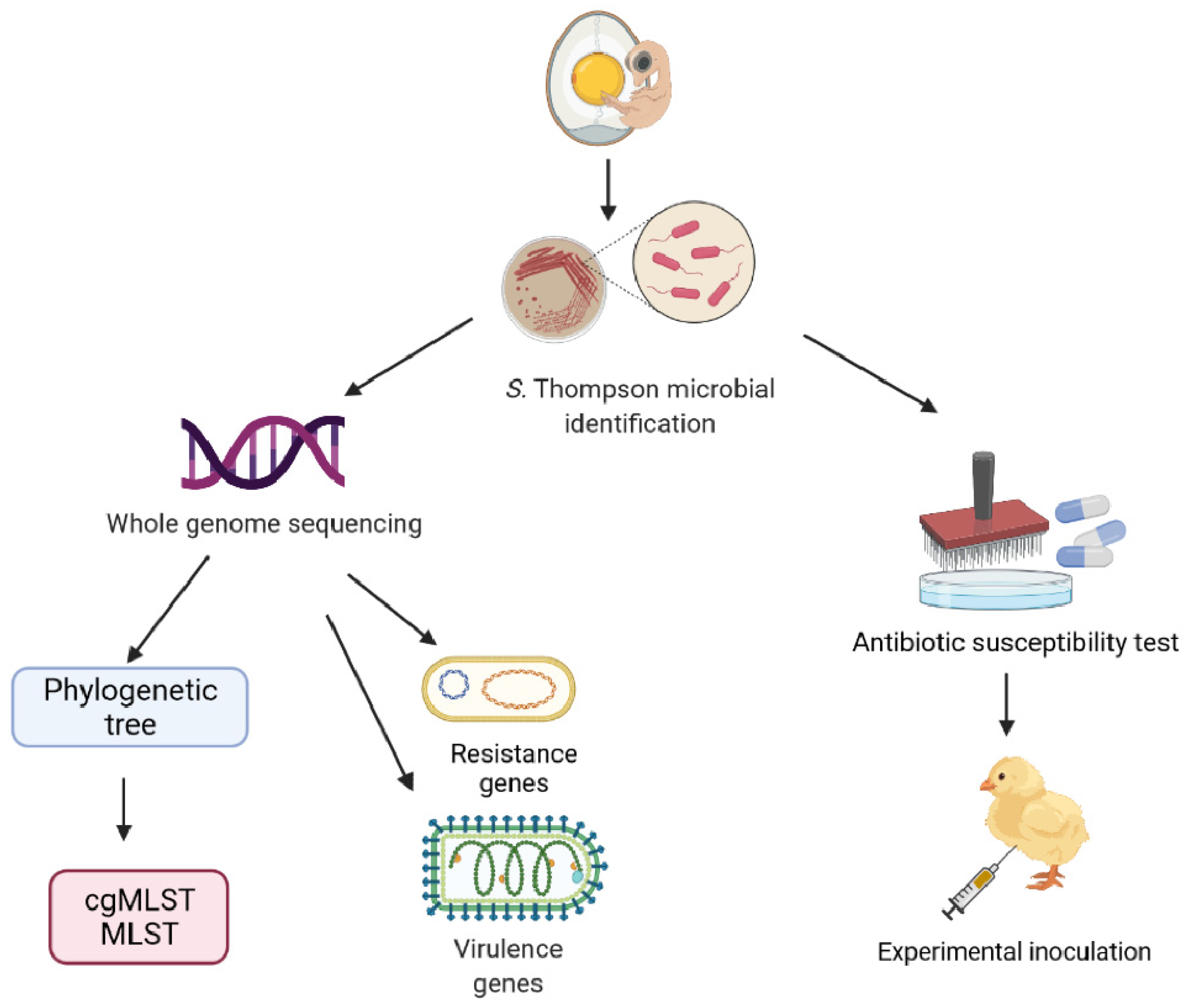 Vetsci 09 00349 g001