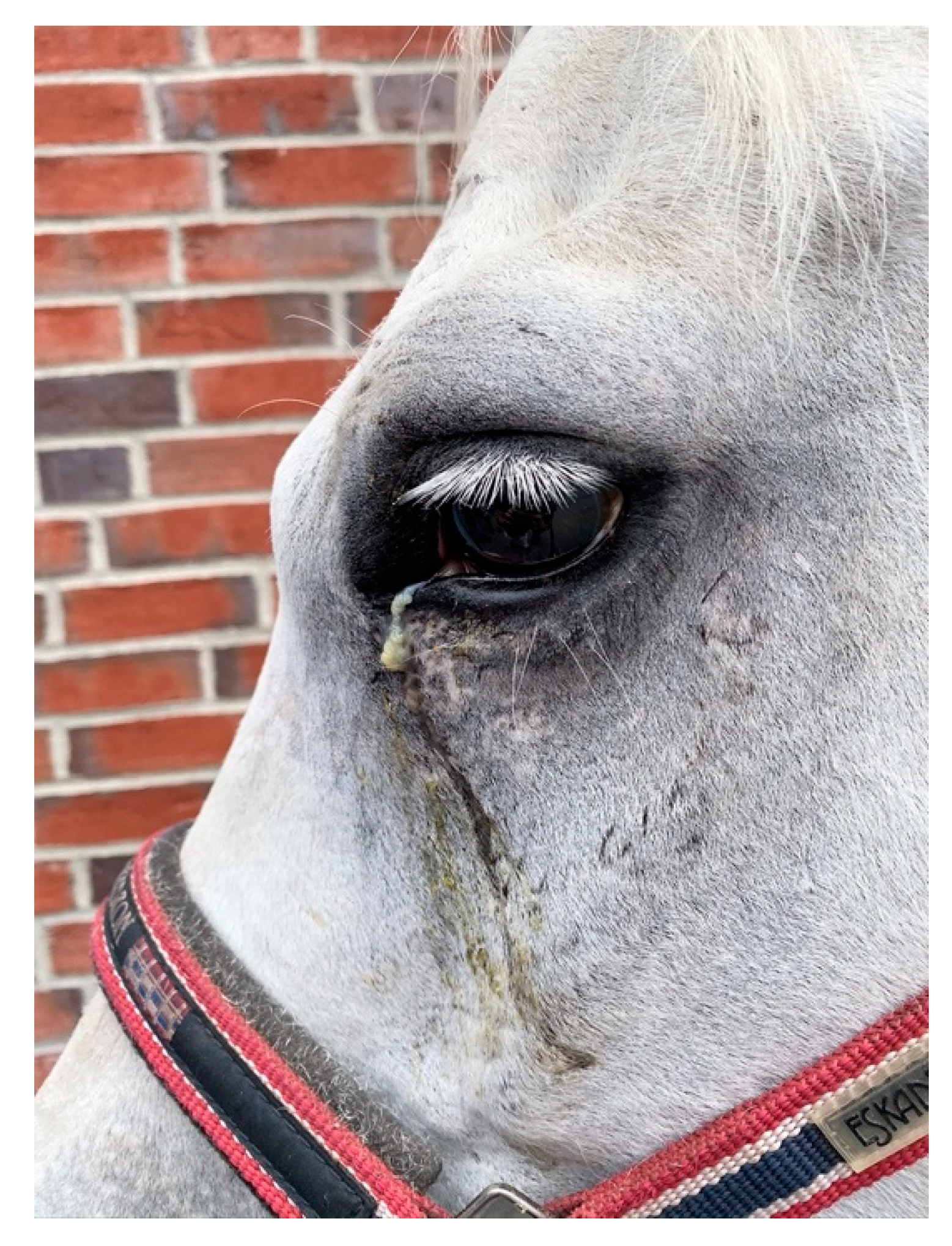 Vetsci 09 00365 g001