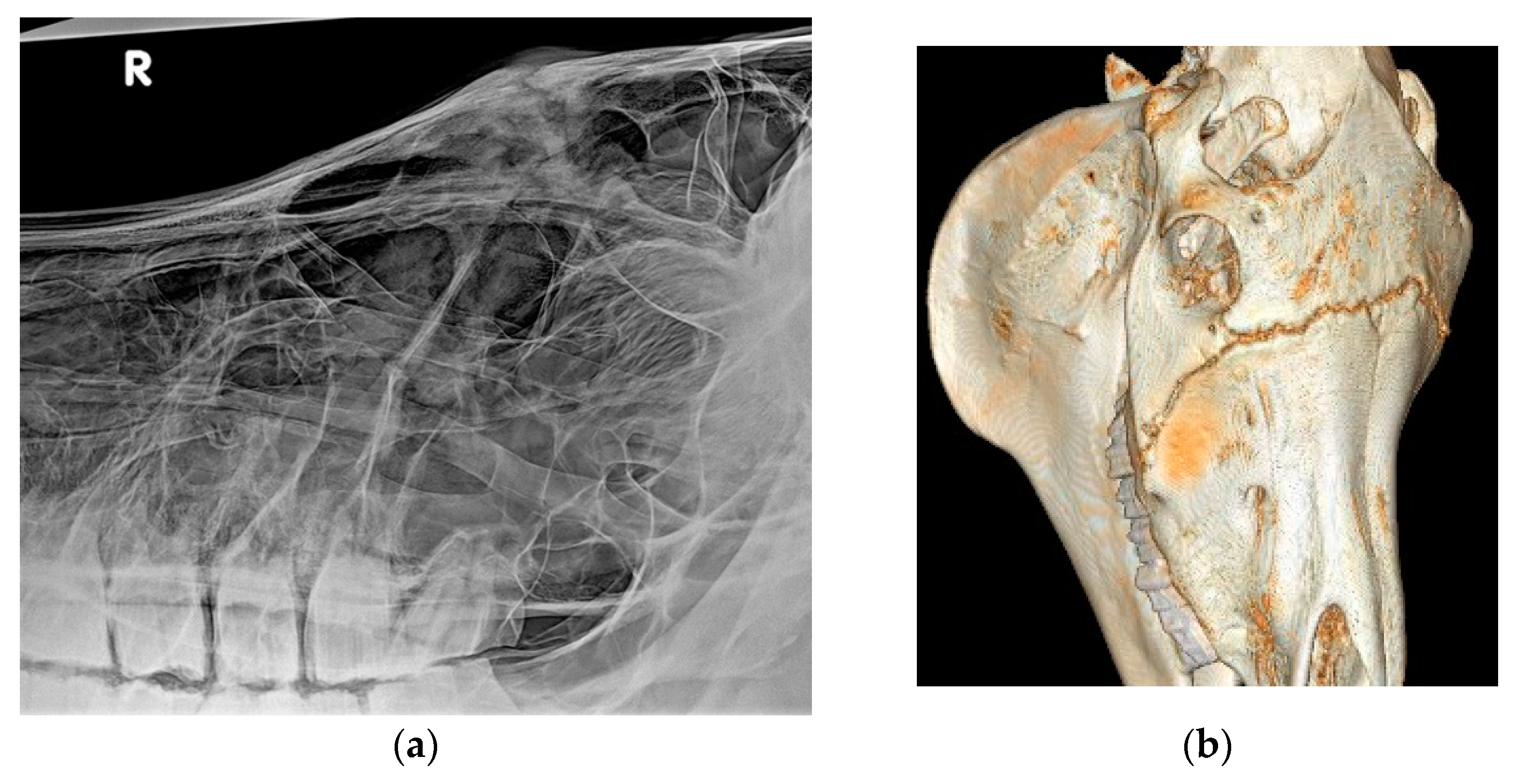 Vetsci 09 00365 g002