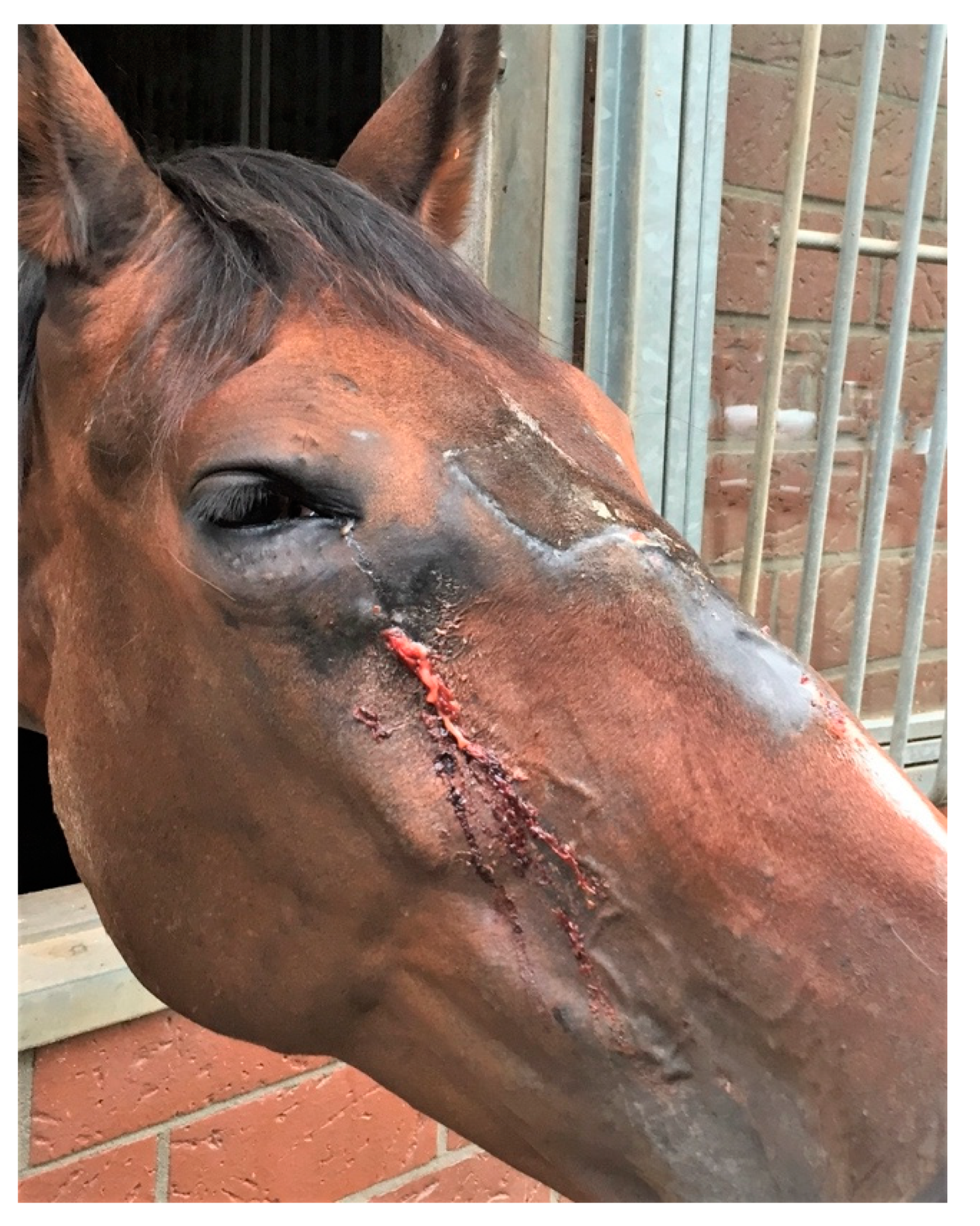 Vetsci 09 00365 g003