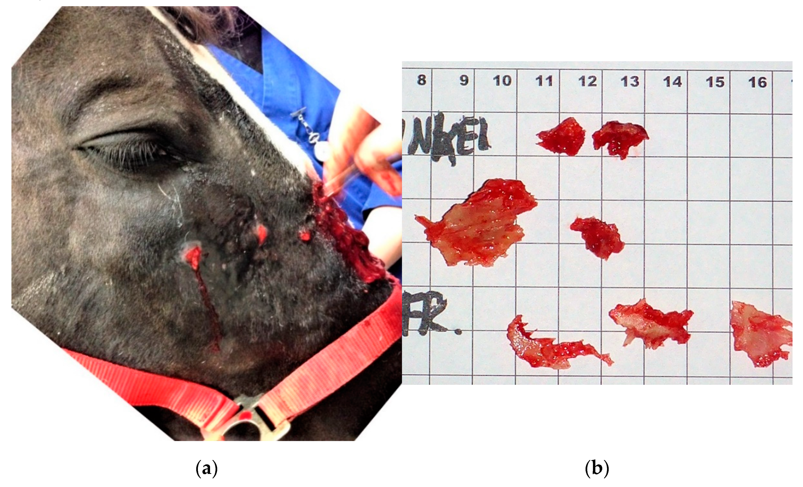 Vetsci 09 00365 g008