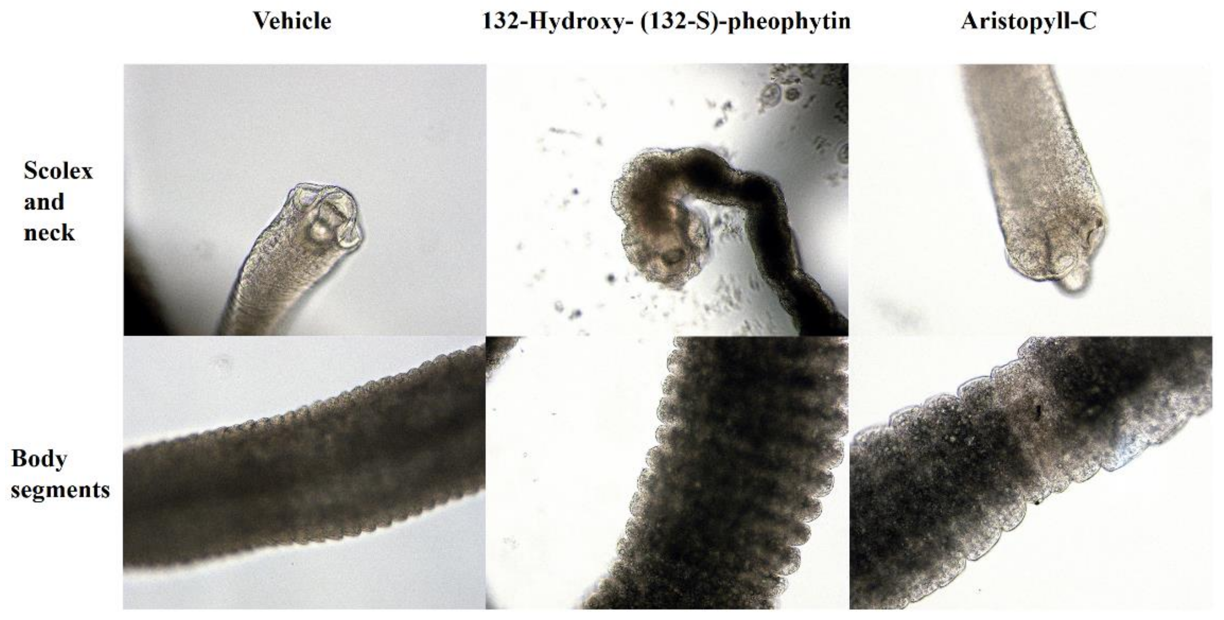 Vetsci 09 00368 g005