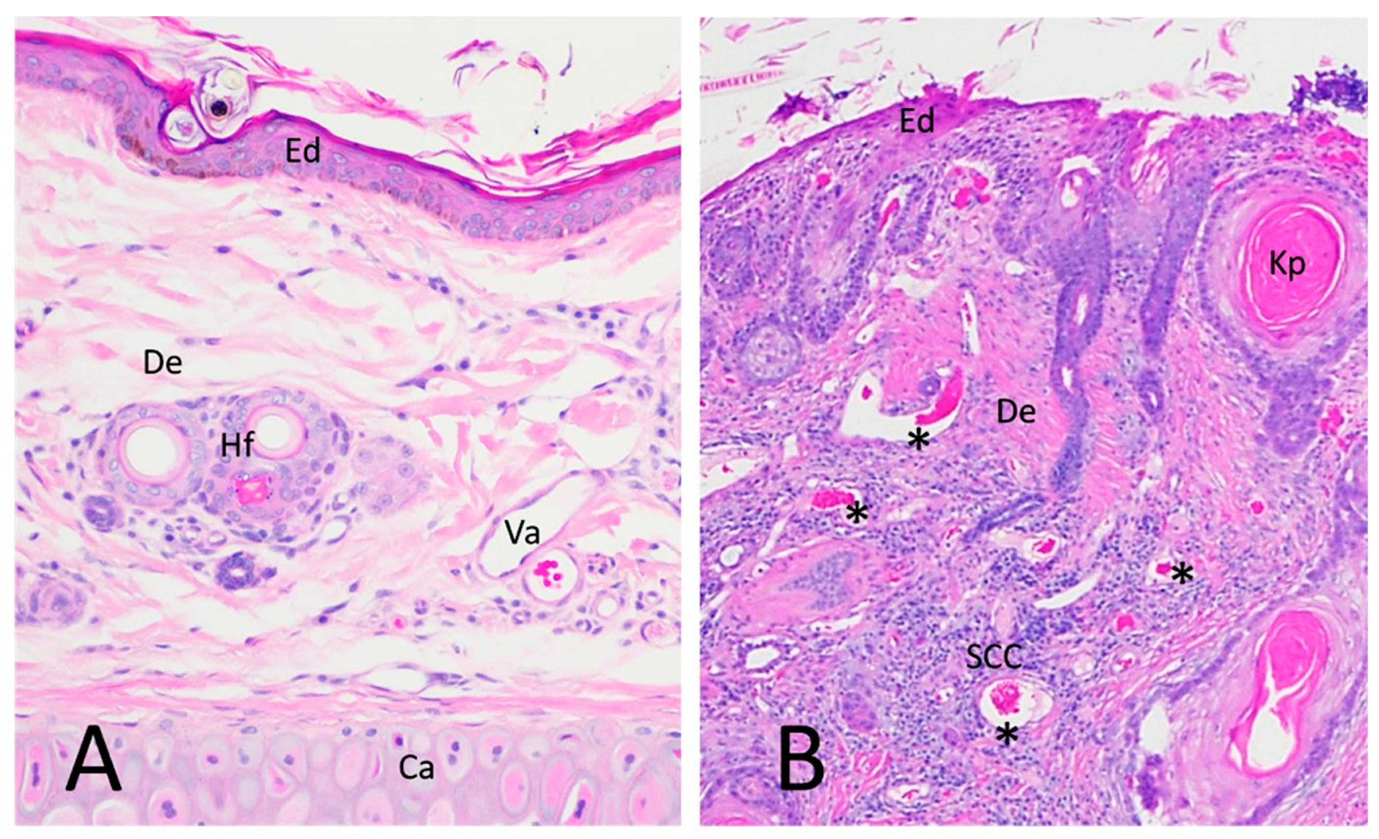 Vetsci 09 00375 g001 Vetsci 09 00375 g001