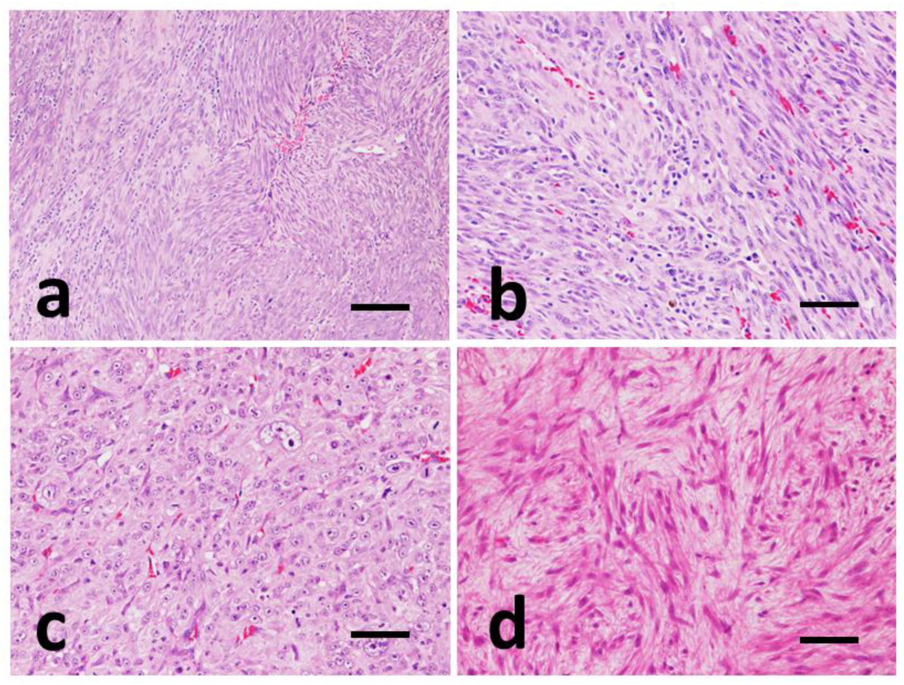 Vetsci 09 00376 g002