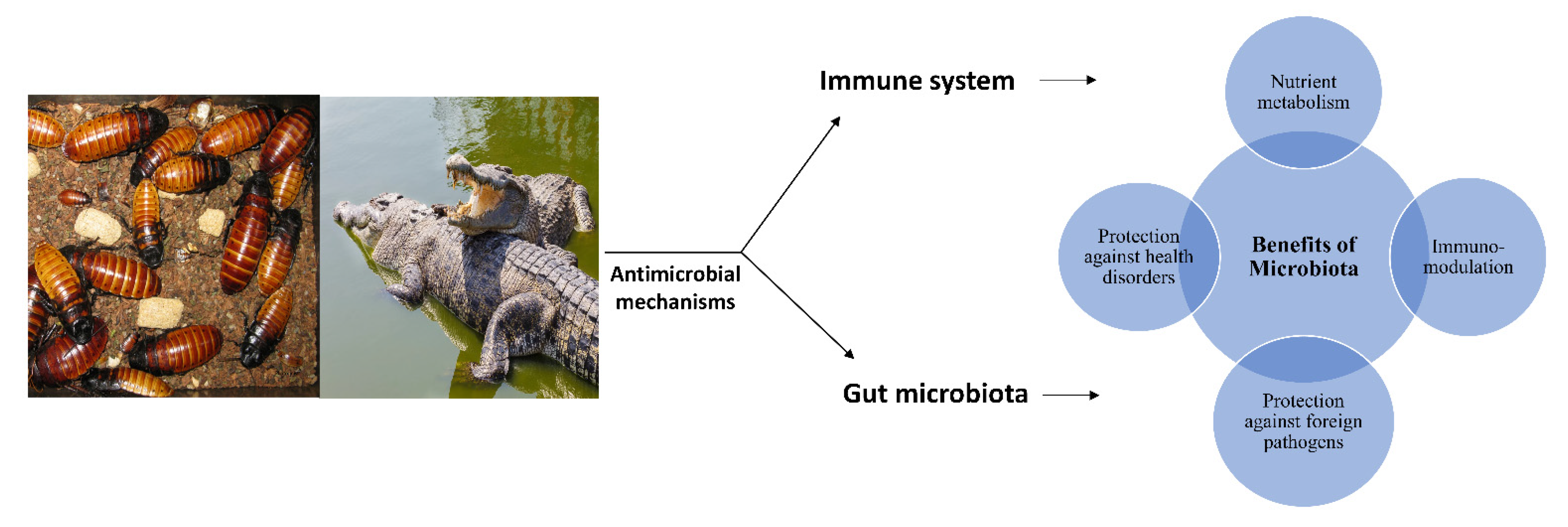 Vetsci 09 00380 g001