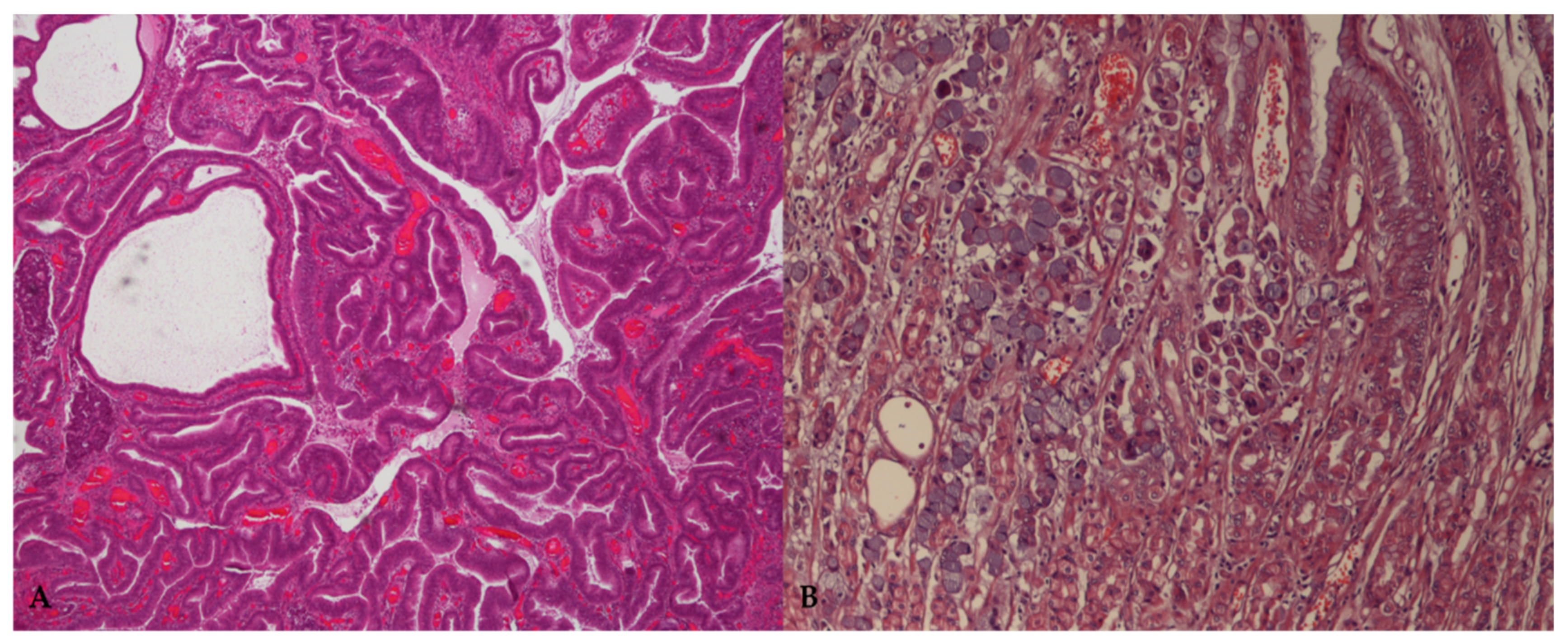 Vetsci 09 00383 g001