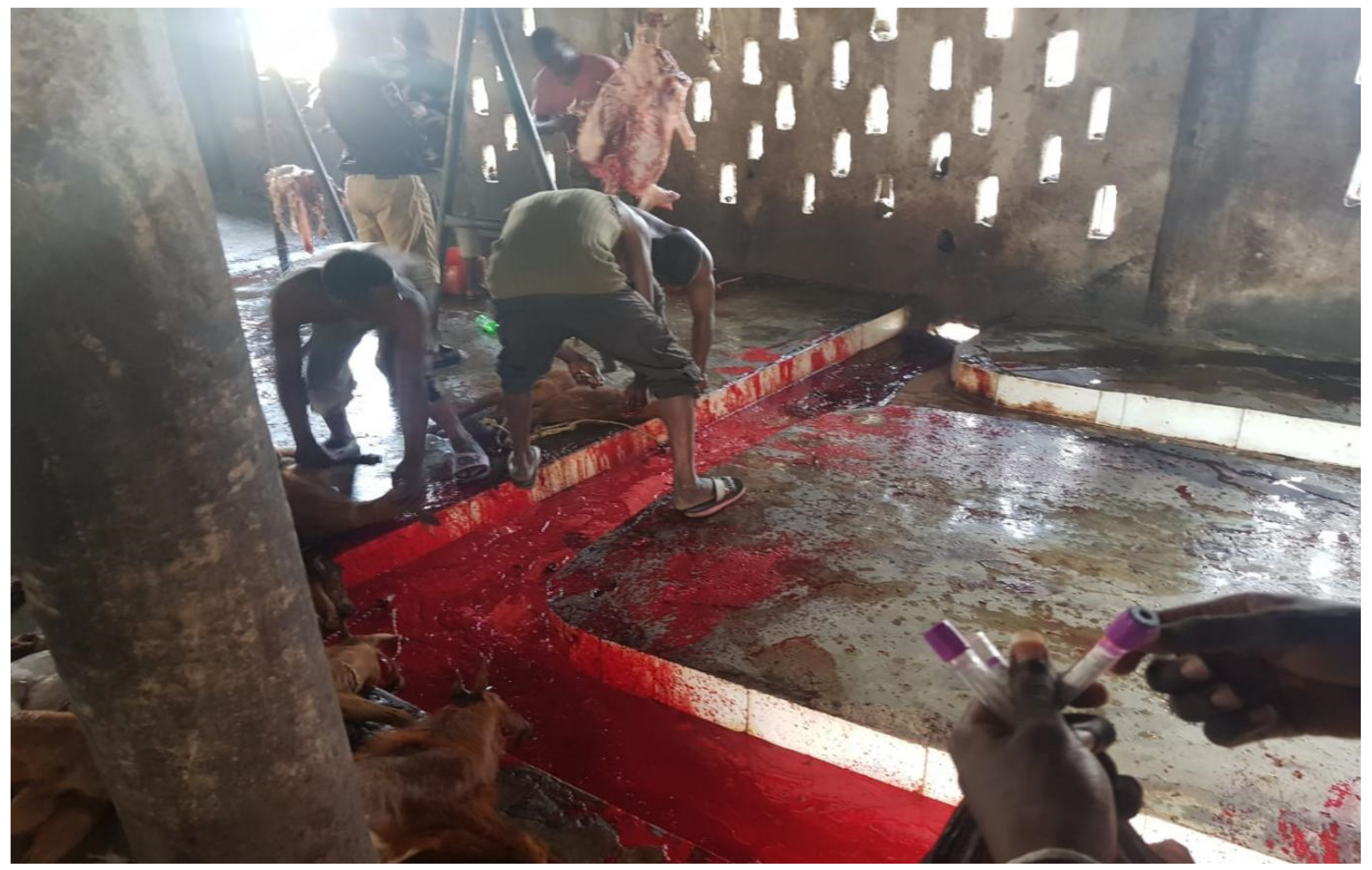 Vetsci 09 00384 g006