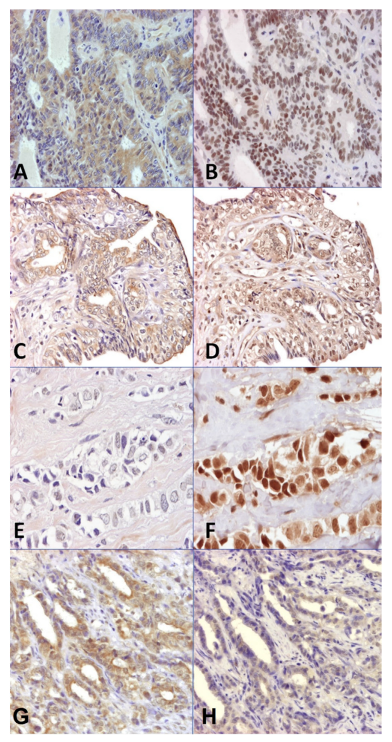 Vetsci 09 00395 g001