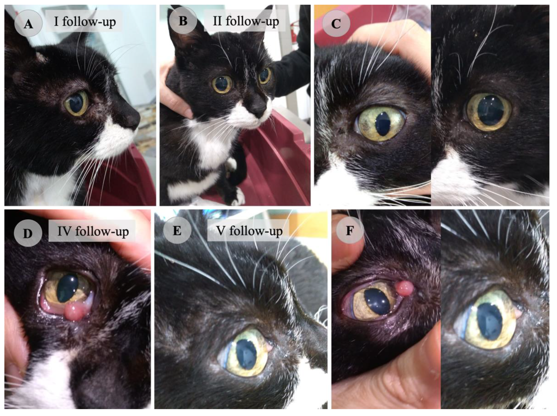 Vetsci 09 00400 g002