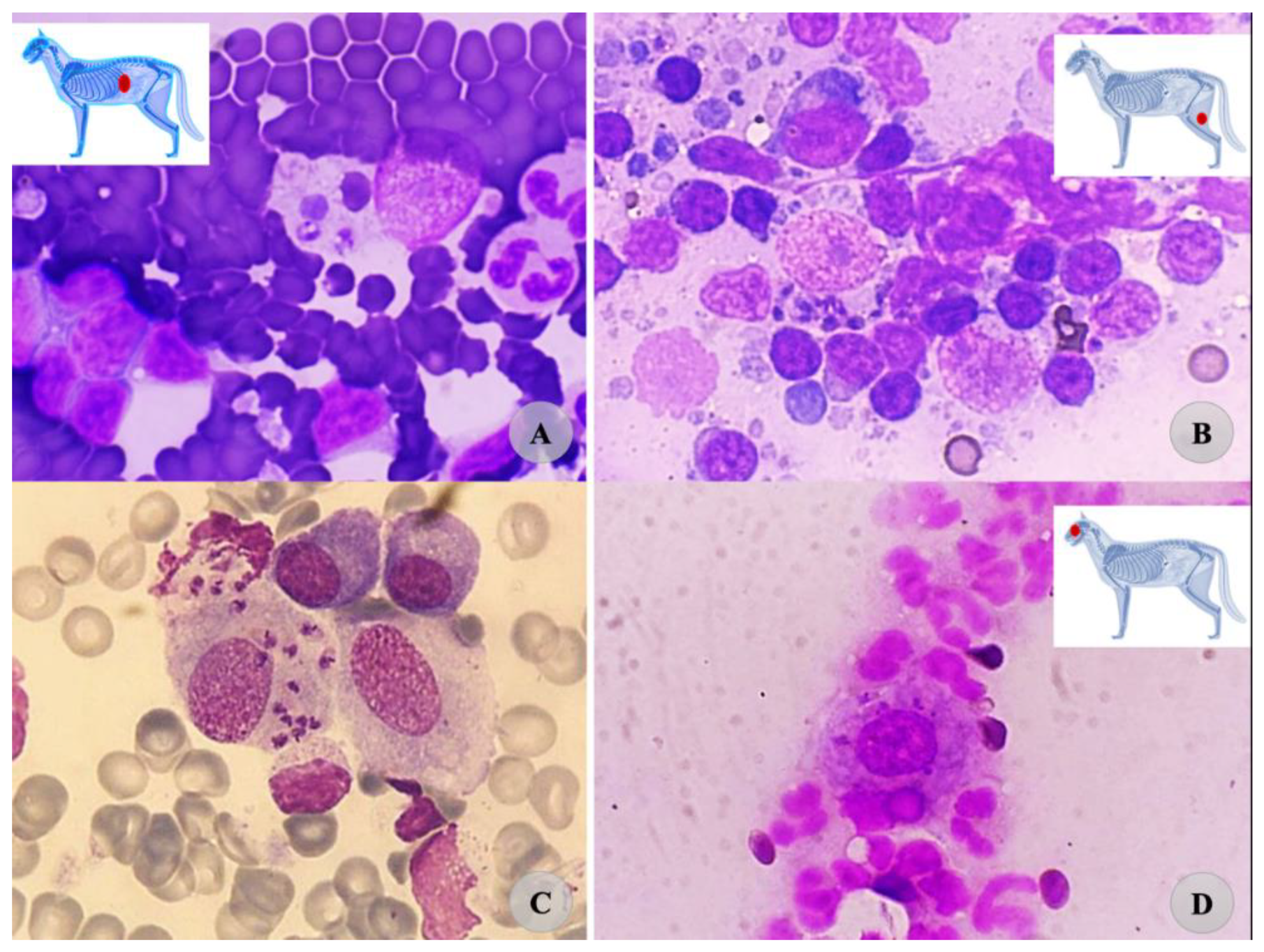 Vetsci 09 00400 g003