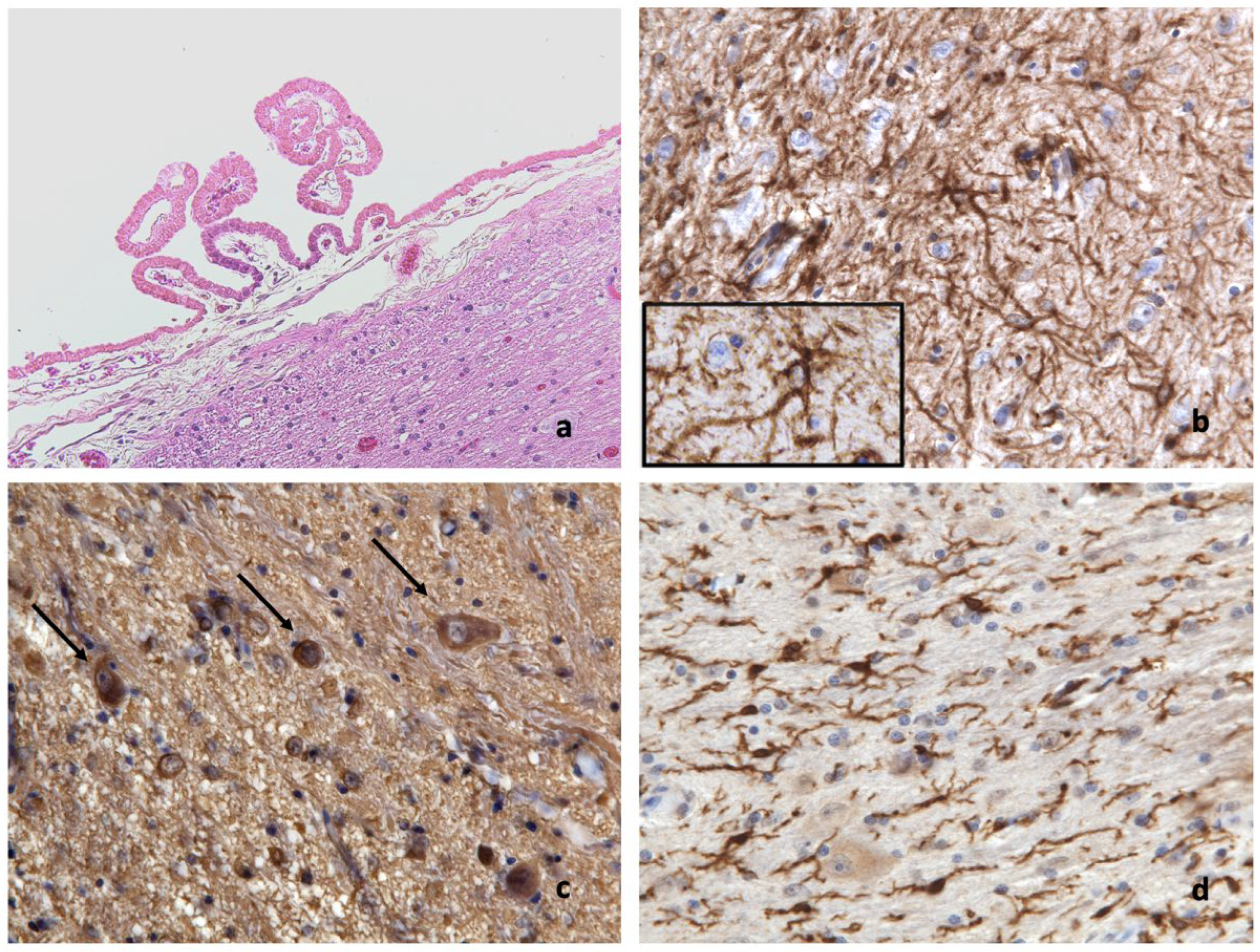 Vetsci 09 00402 g001