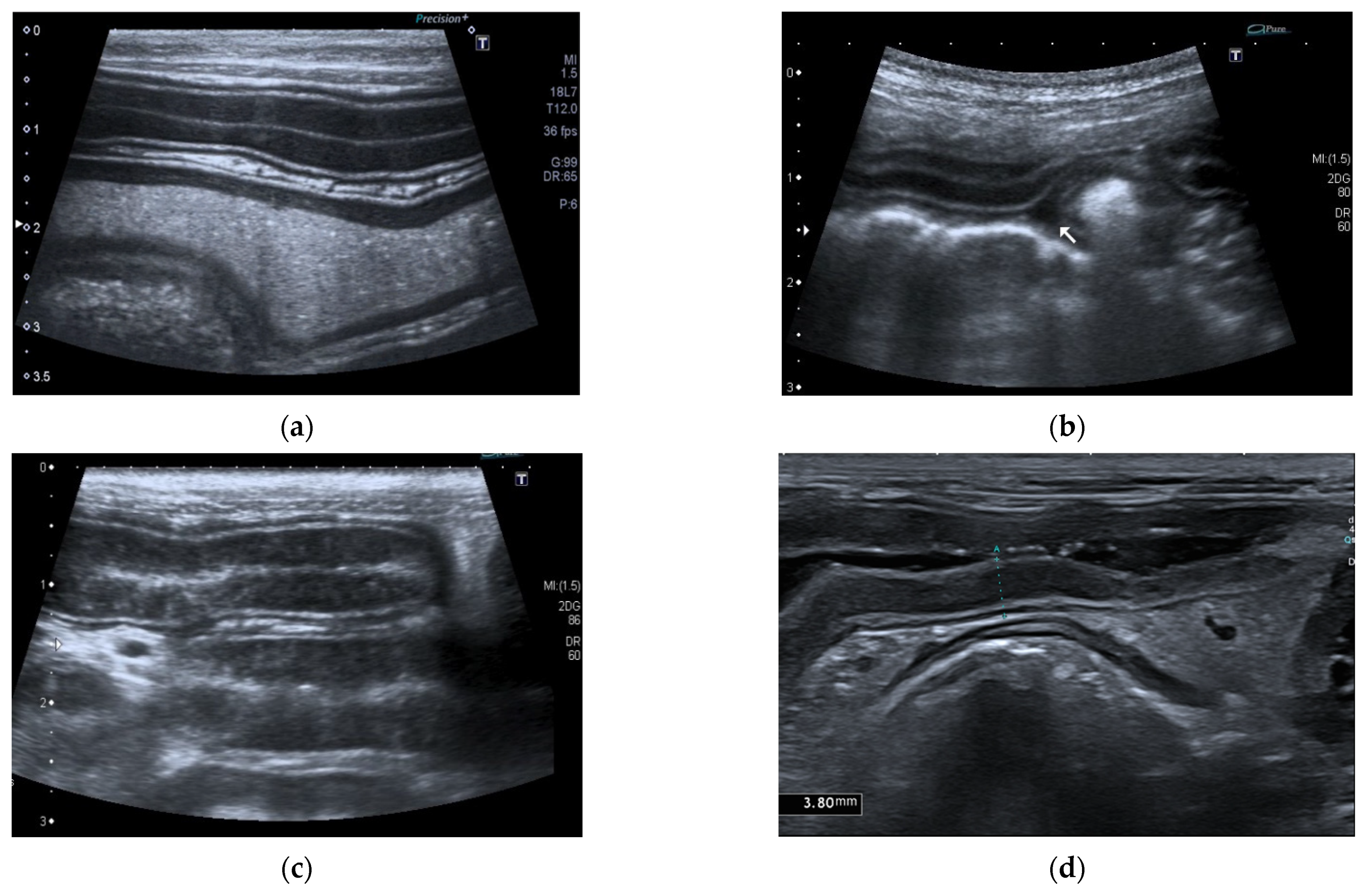 Vetsci 09 00407 g004