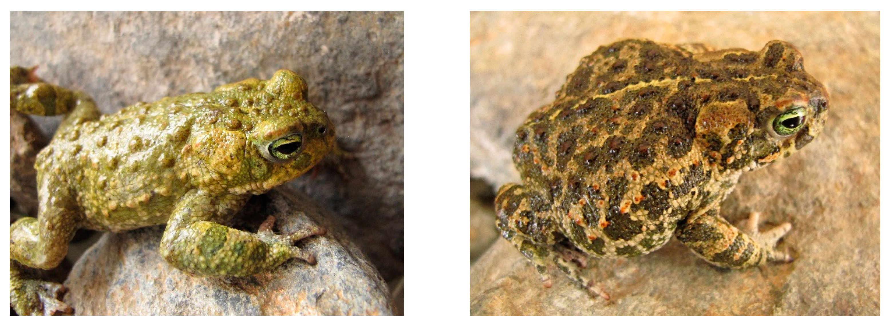 Vetsci 09 00423 g001