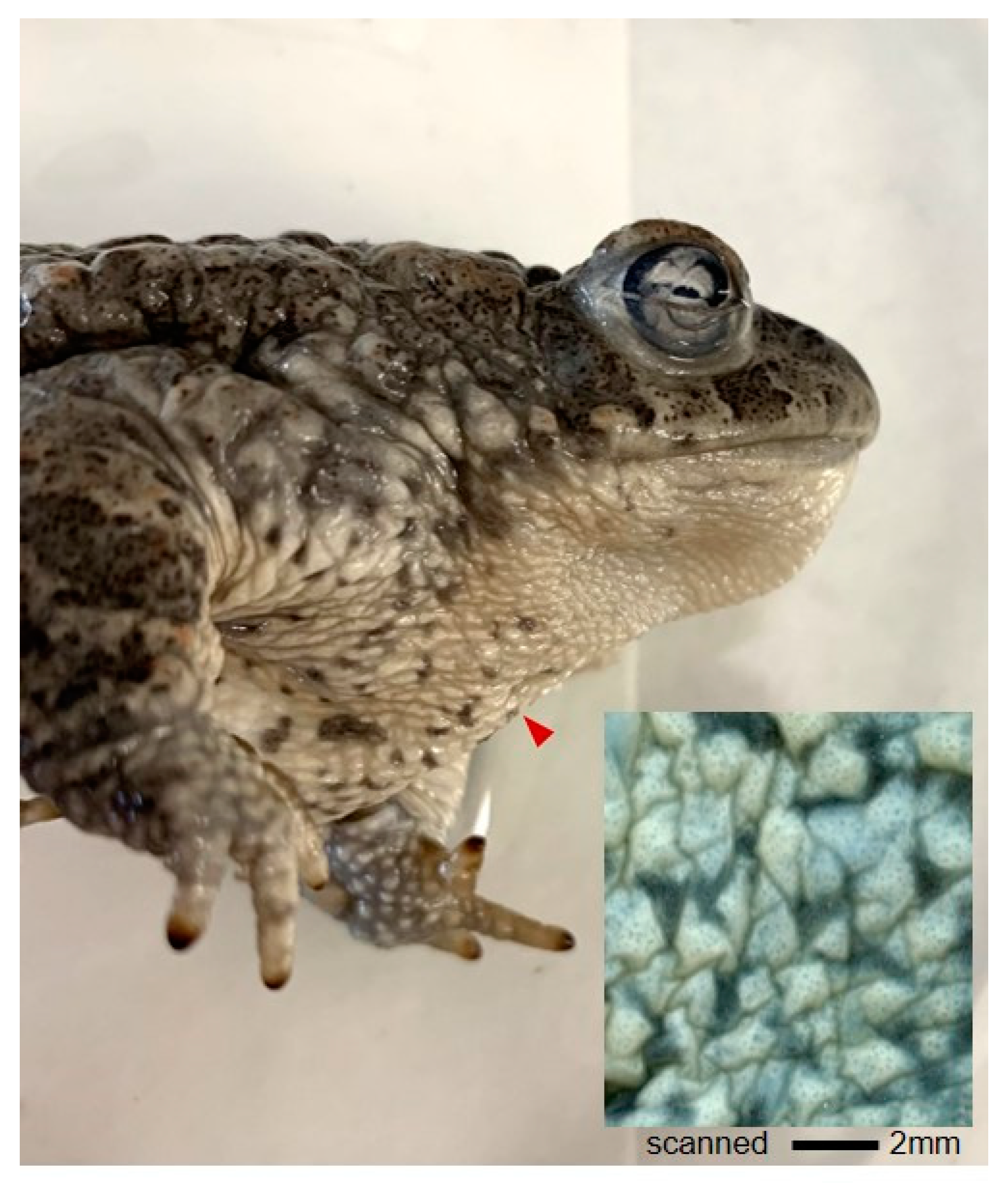 Vetsci 09 00423 g002