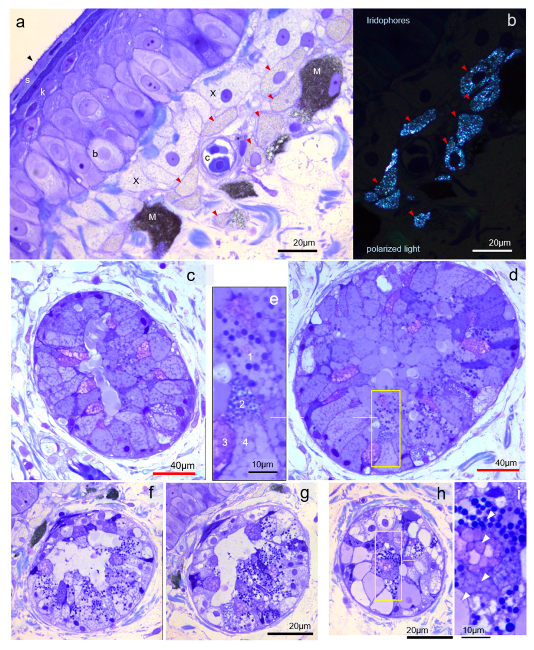 Vetsci 09 00423 g003