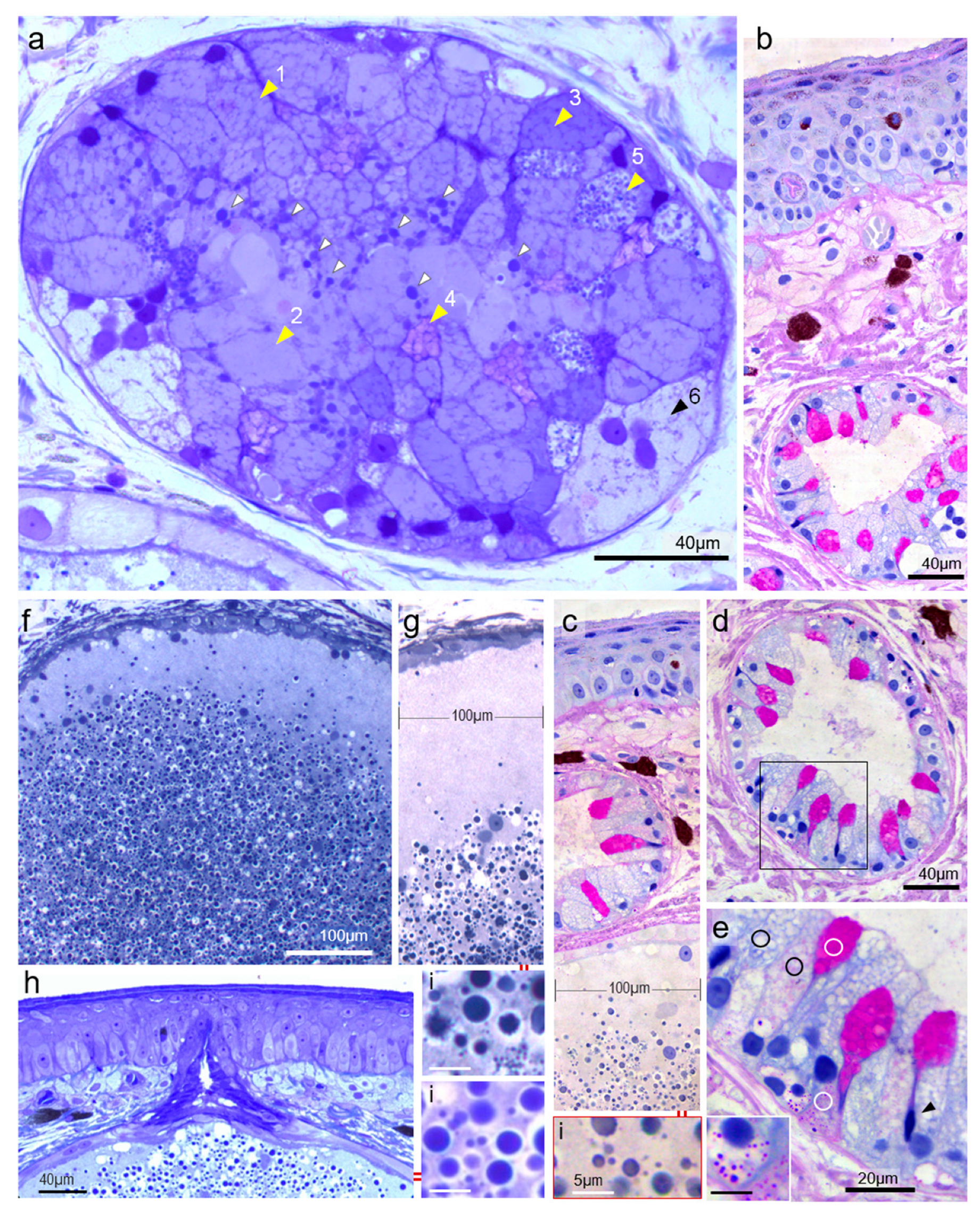 Vetsci 09 00423 g004