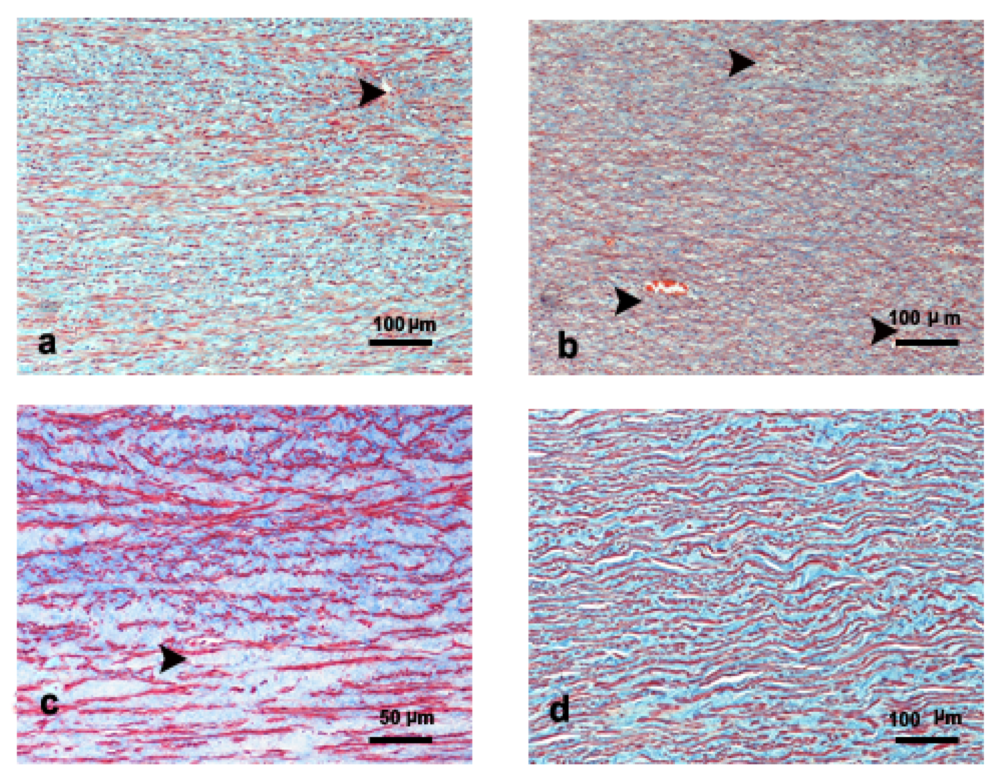 Vetsci 09 00424 g001