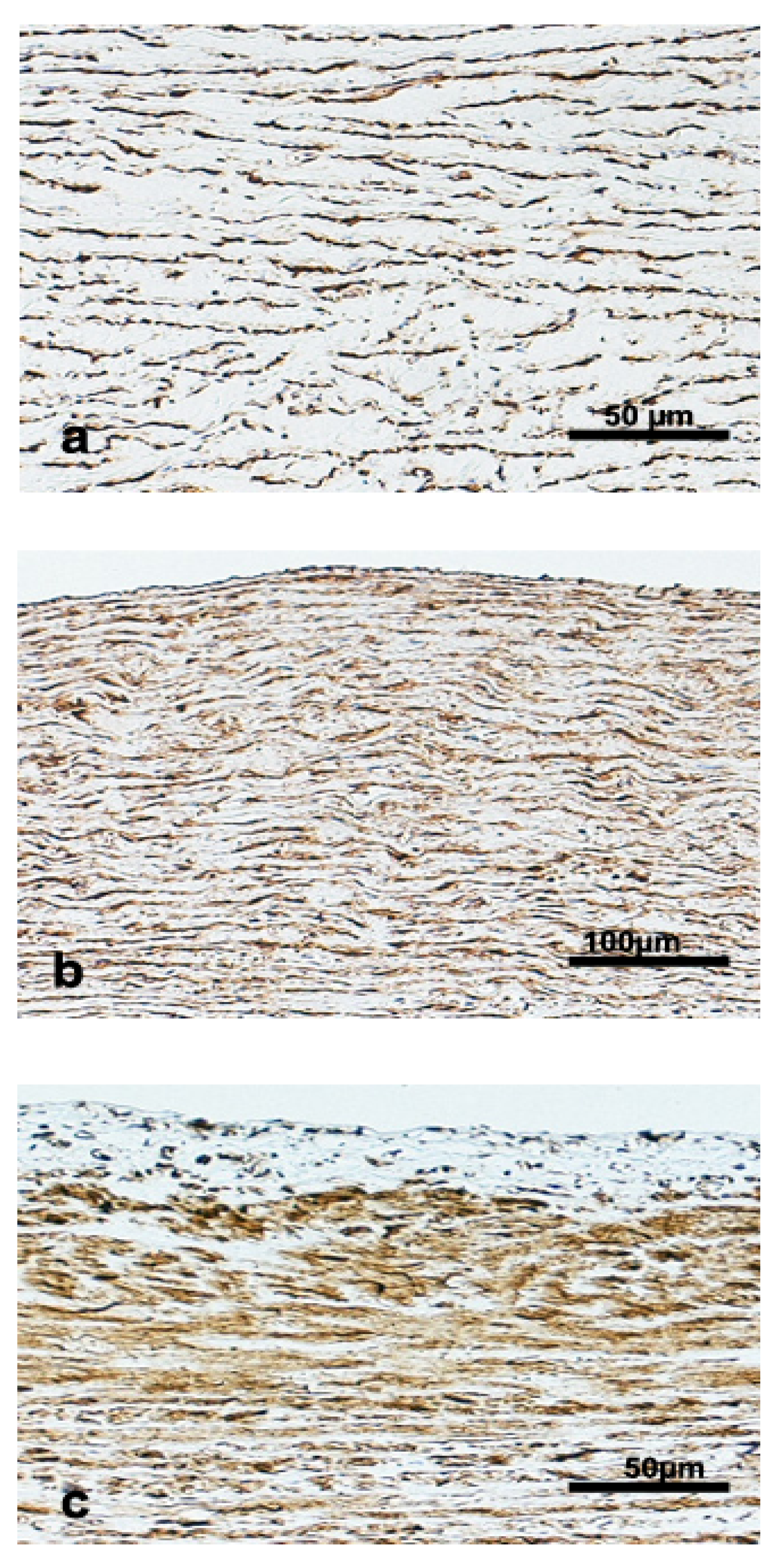 Vetsci 09 00424 g007