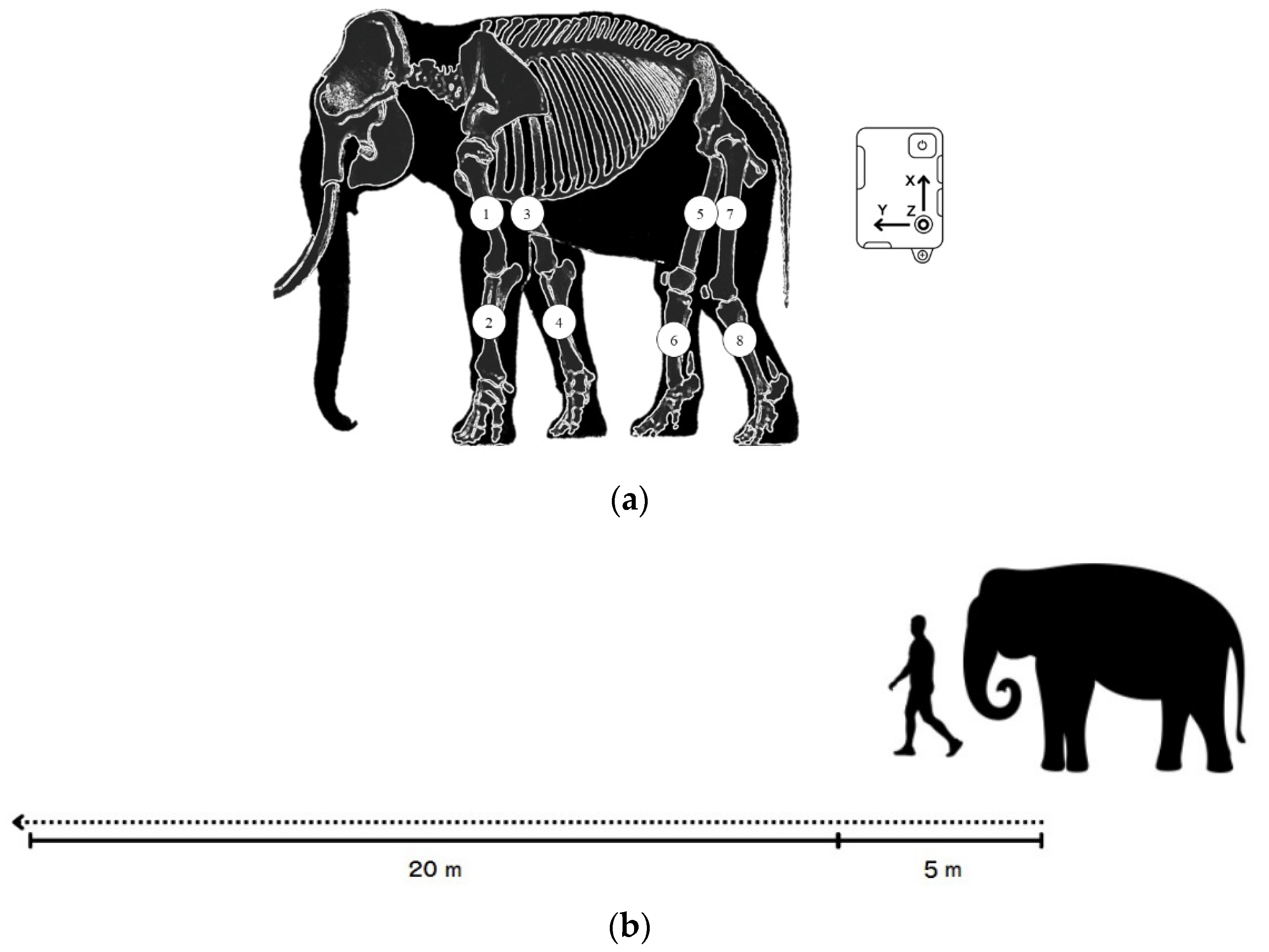 Vetsci 09 00432 g001