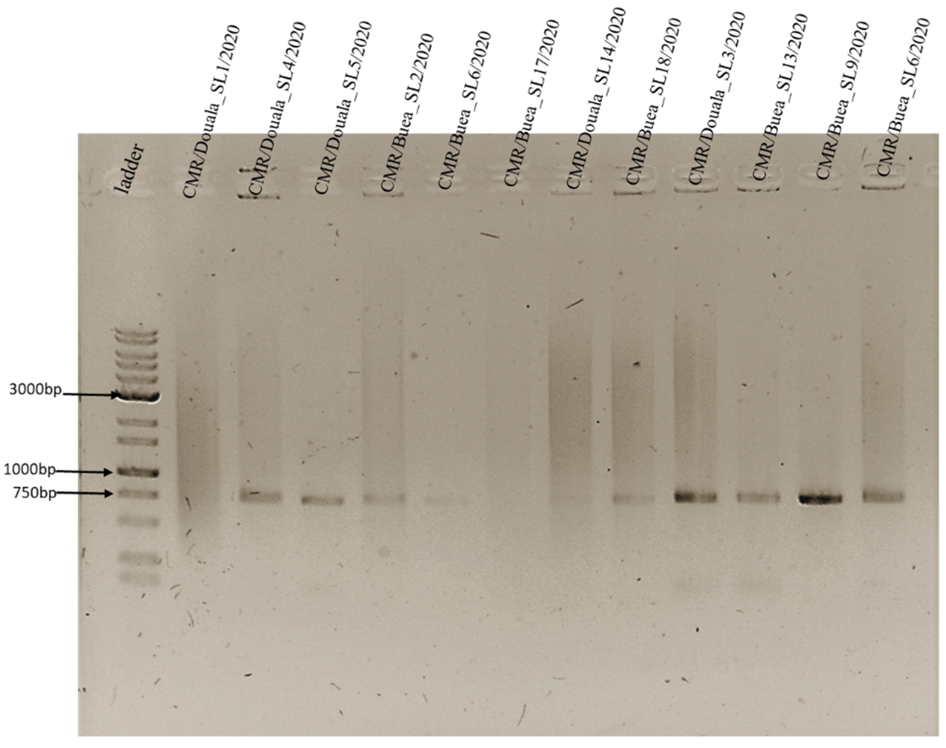 Vetsci 09 00440 g007 Vetsci 09 00440 g007