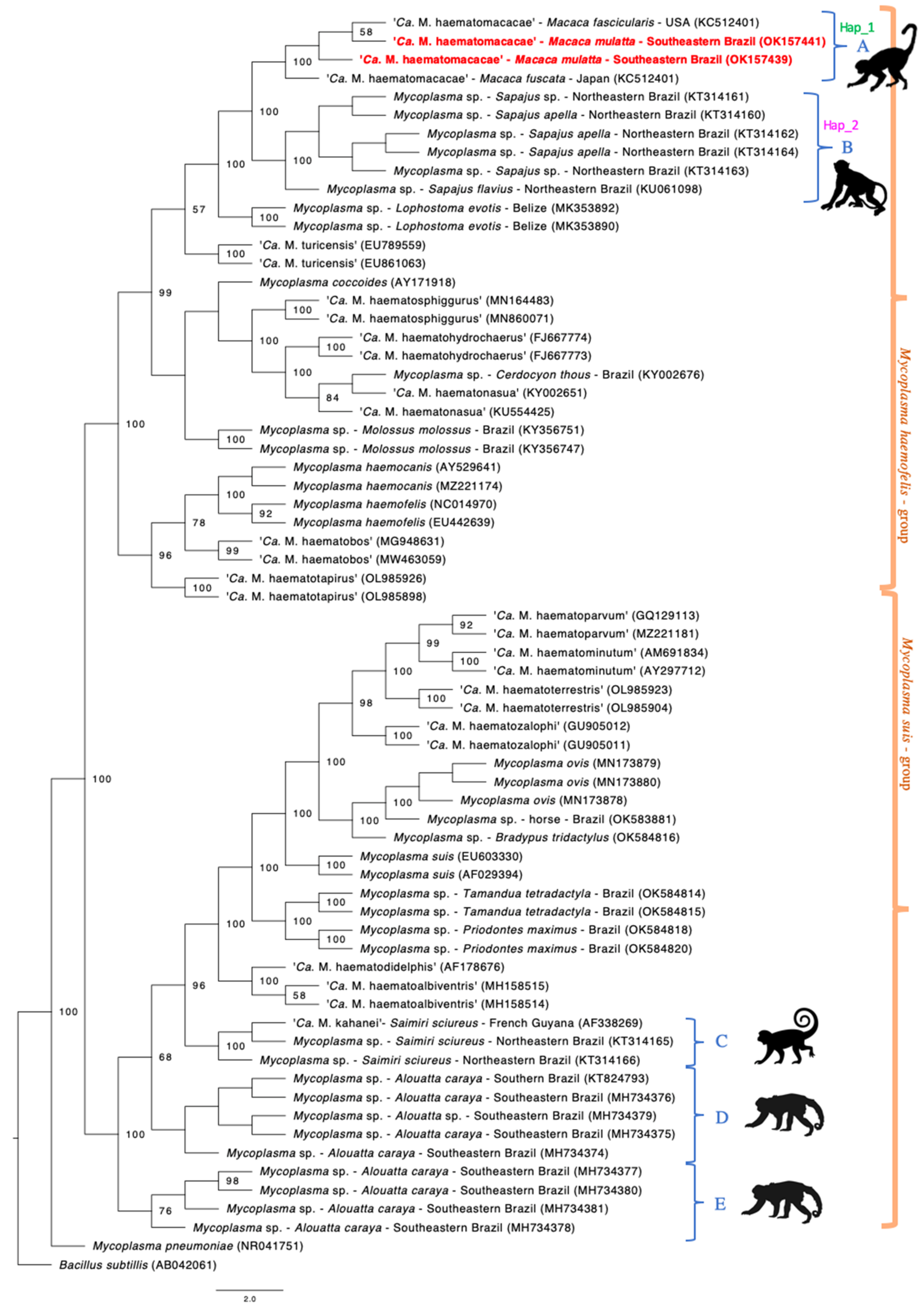 Vetsci 09 00443 g001