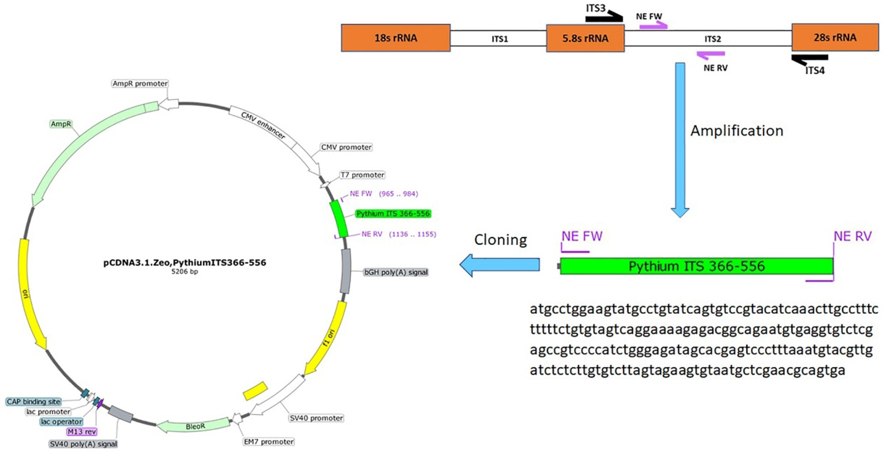 Vetsci 09 00444 g001