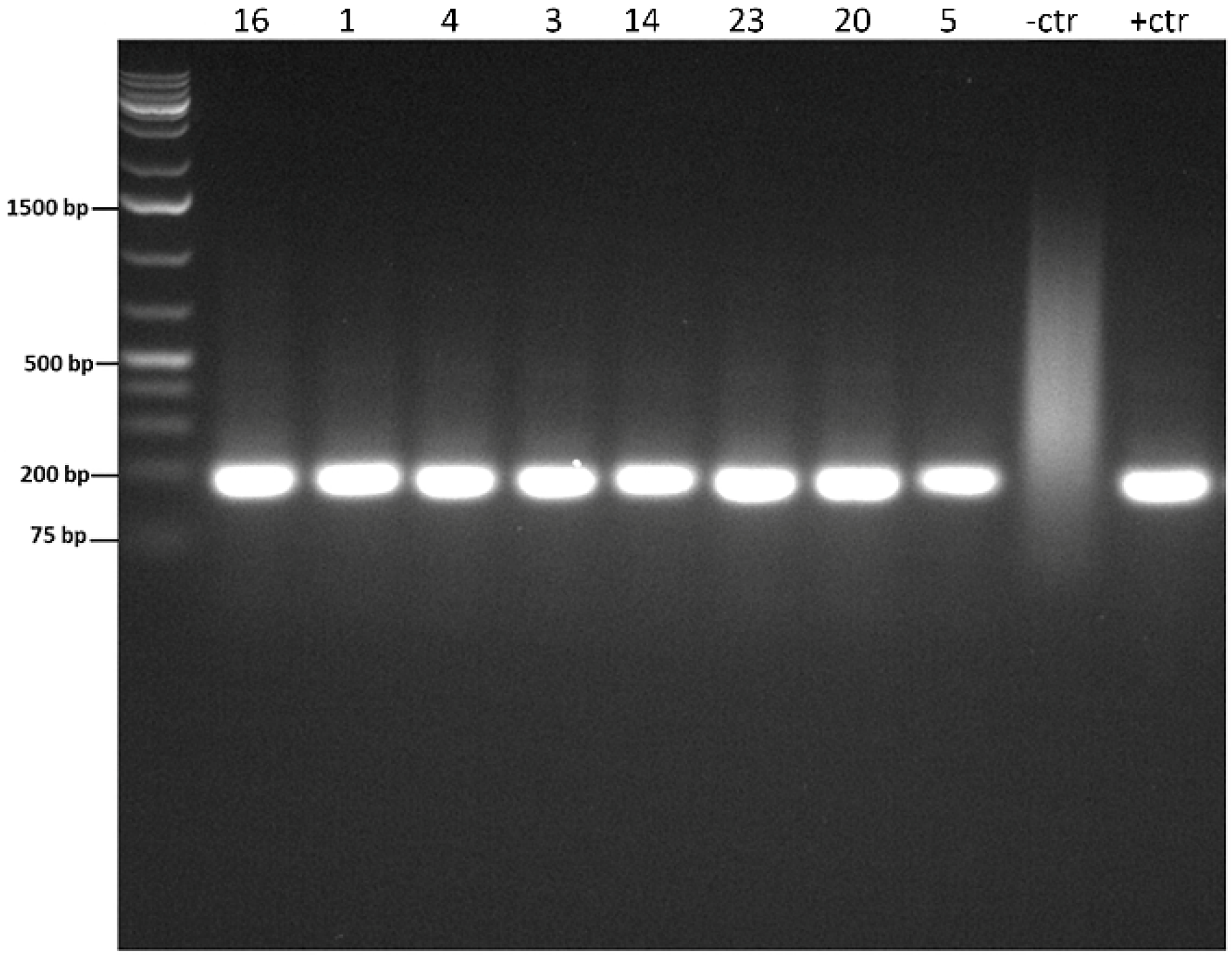 Vetsci 09 00444 g003