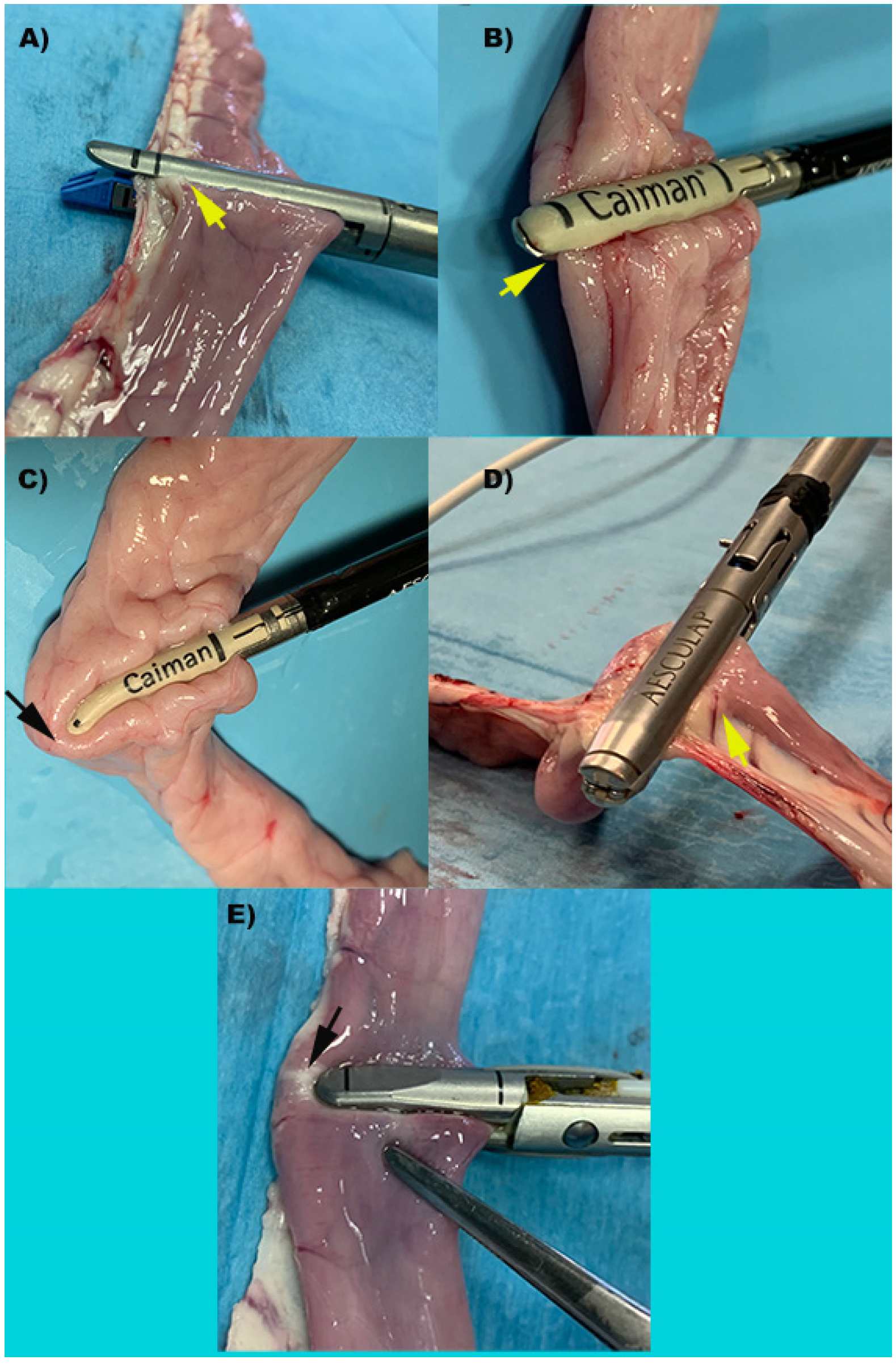 Vetsci 09 00445 g001