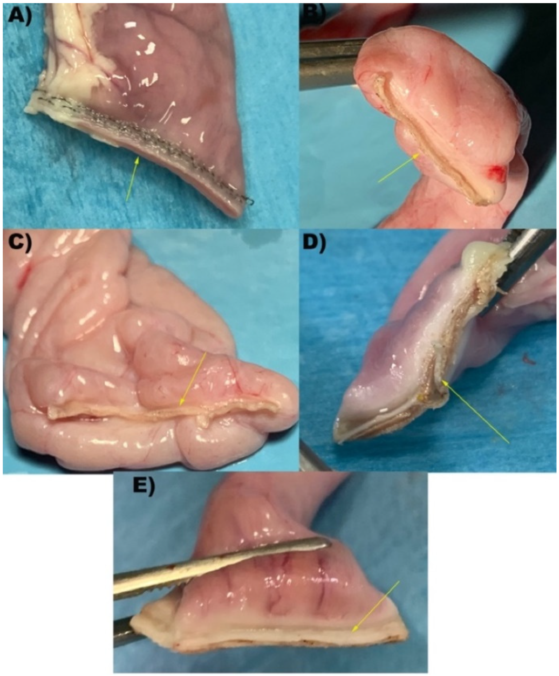 Vetsci 09 00445 g002