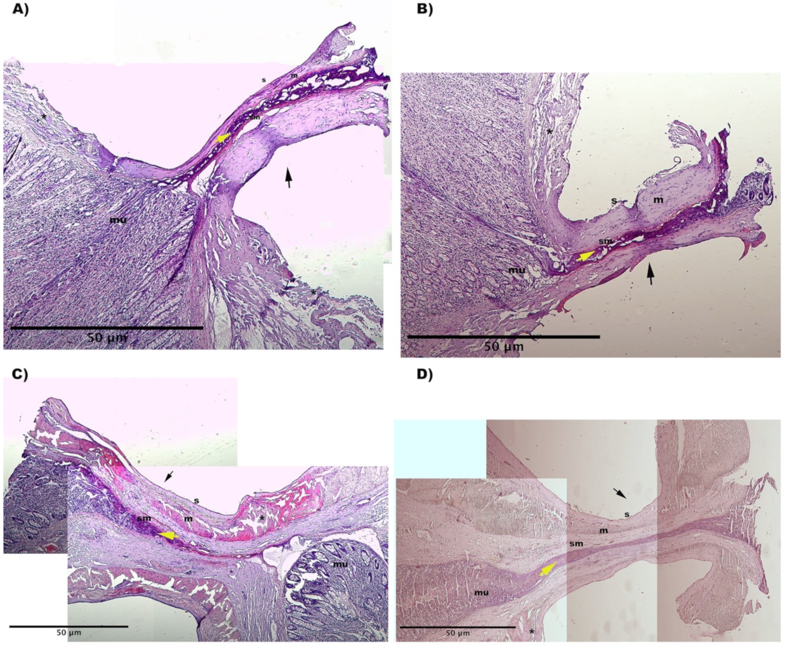 Vetsci 09 00445 g004