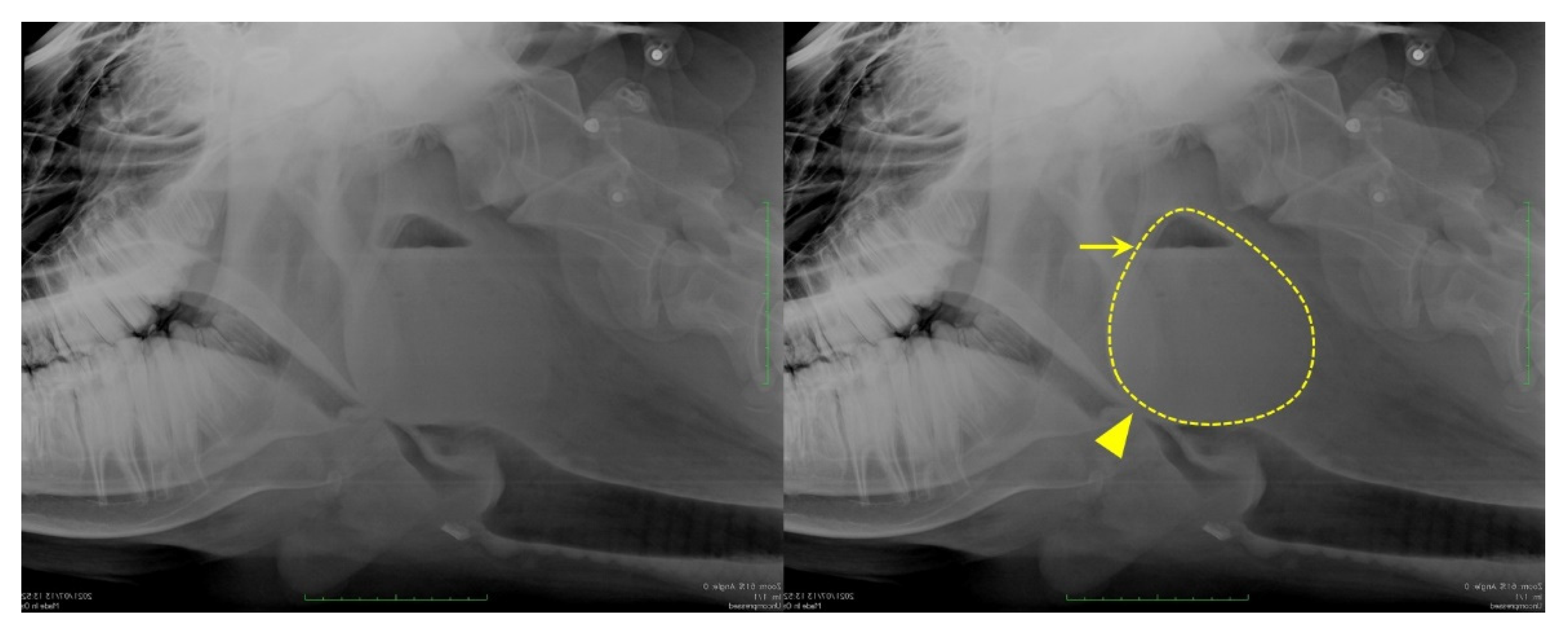 Vetsci 09 00446 g001