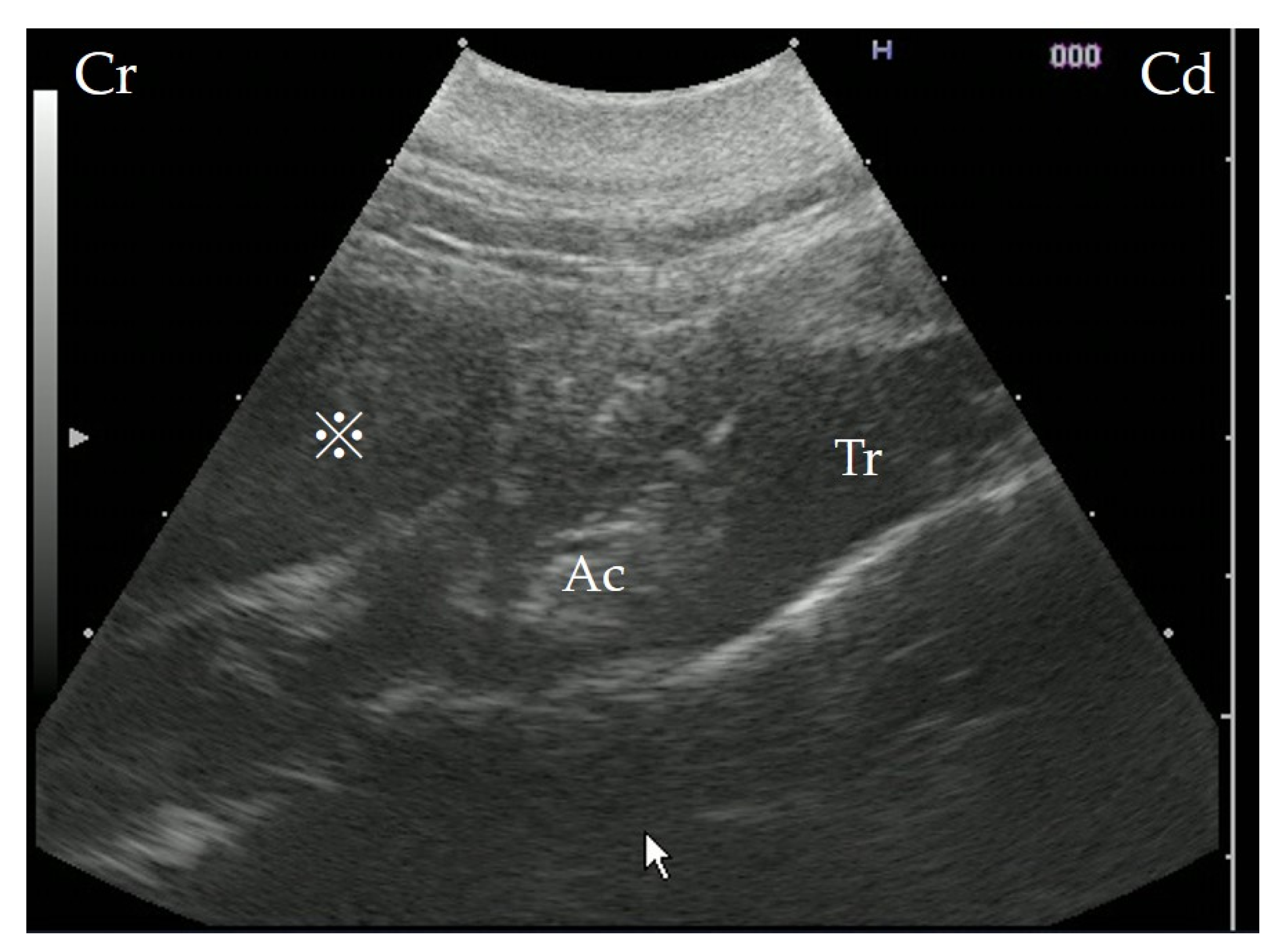 Vetsci 09 00446 g002