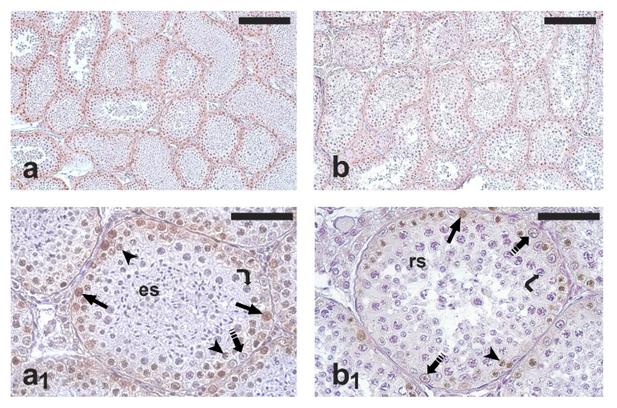 Vetsci 09 00447 g001