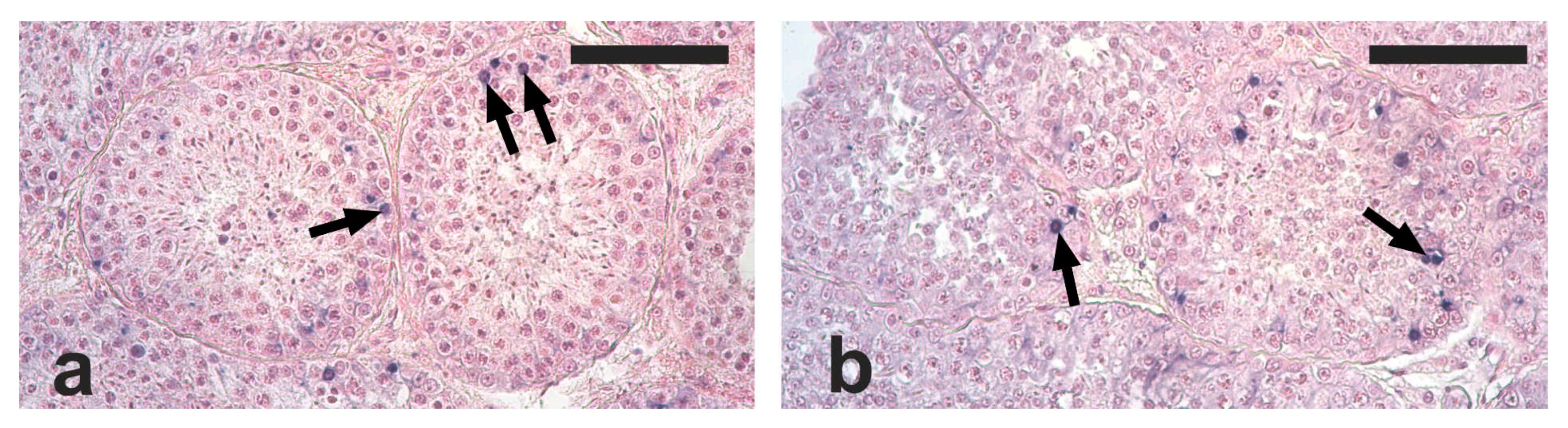 Vetsci 09 00447 g002