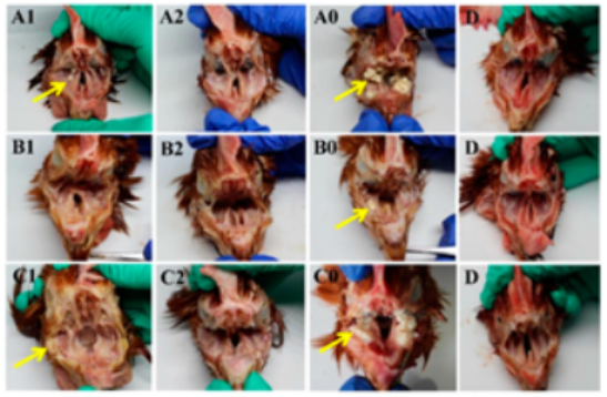 Vetsci 09 00458 g004