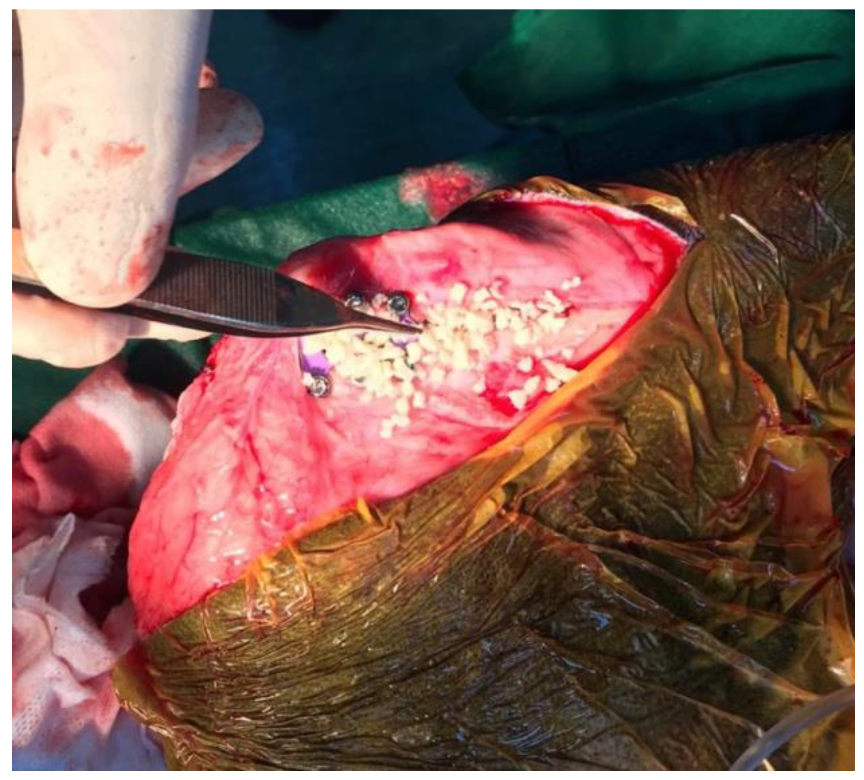 Vetsci 09 00476 g001