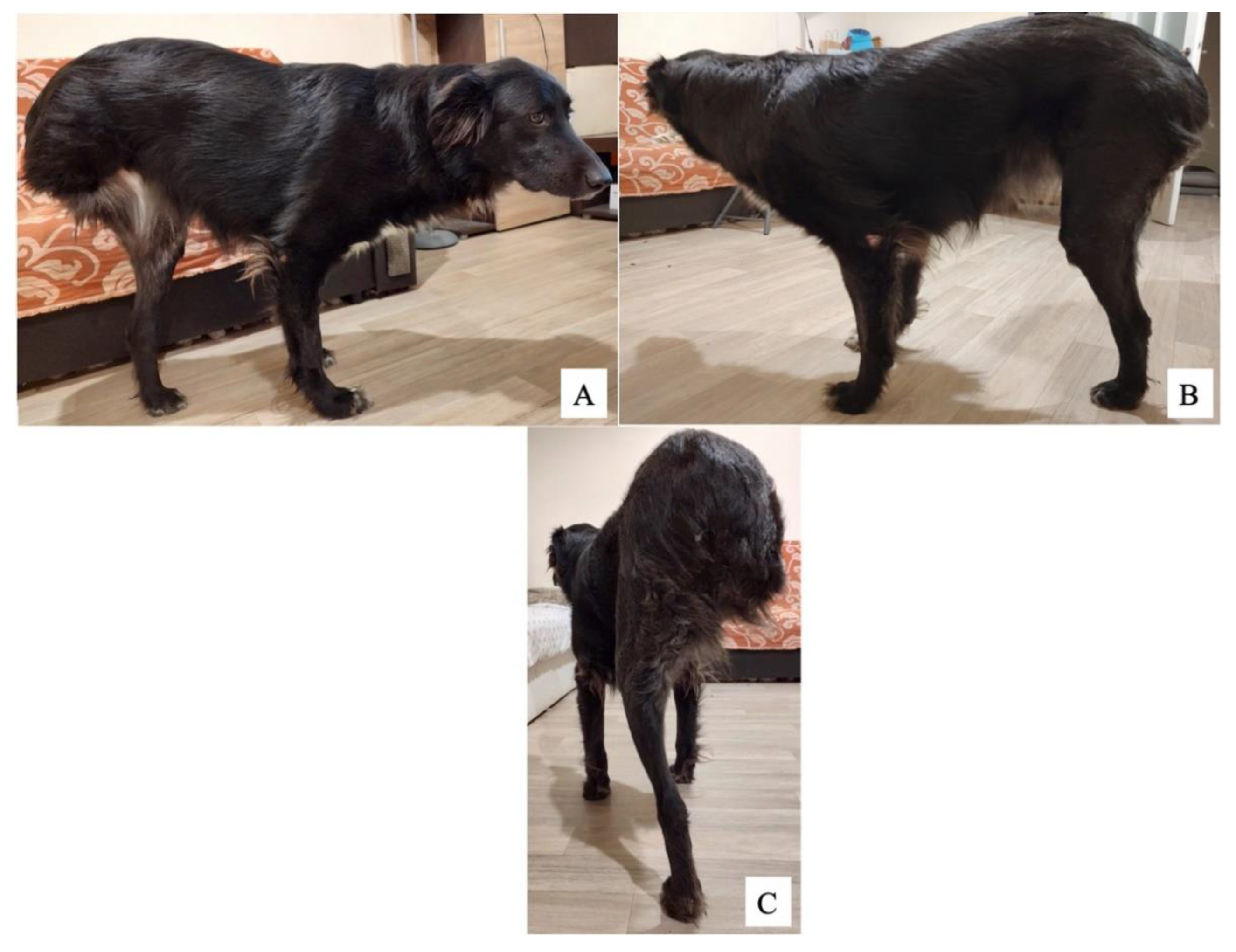 Vetsci 09 00476 g004