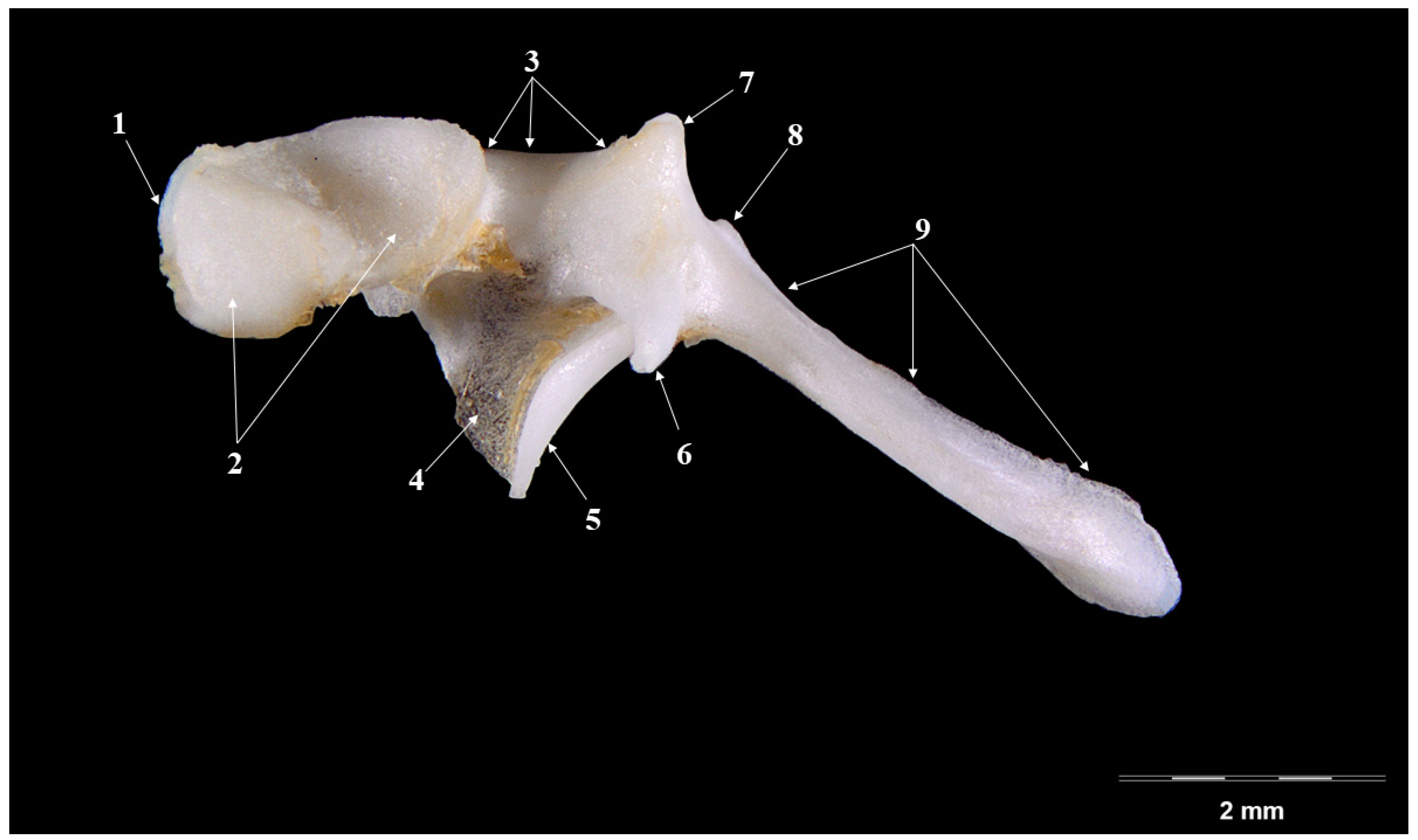 Vetsci 09 00483 g001