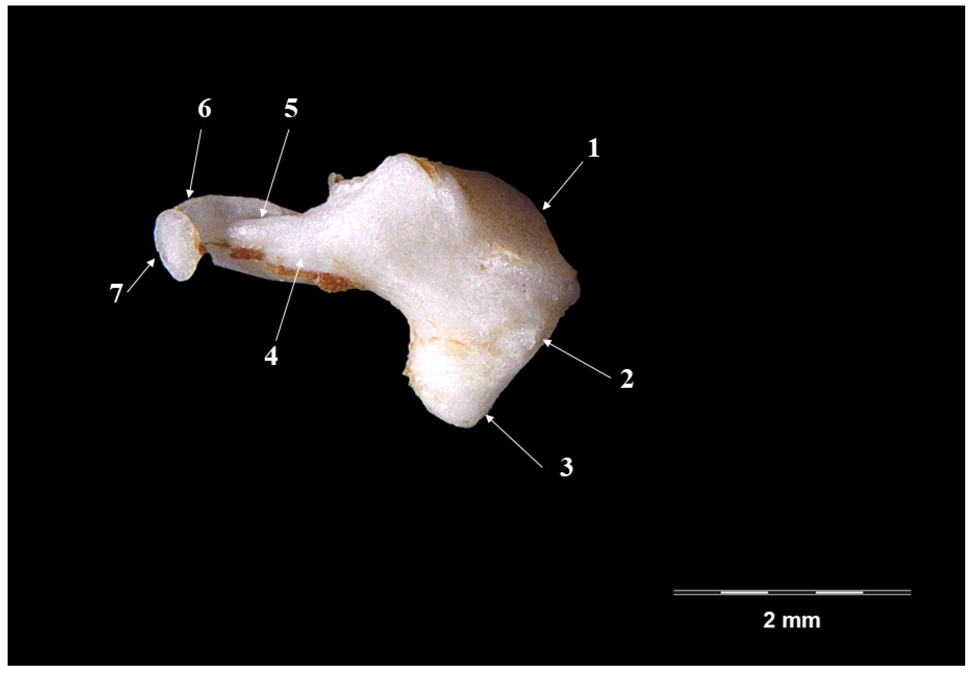 Vetsci 09 00483 g003