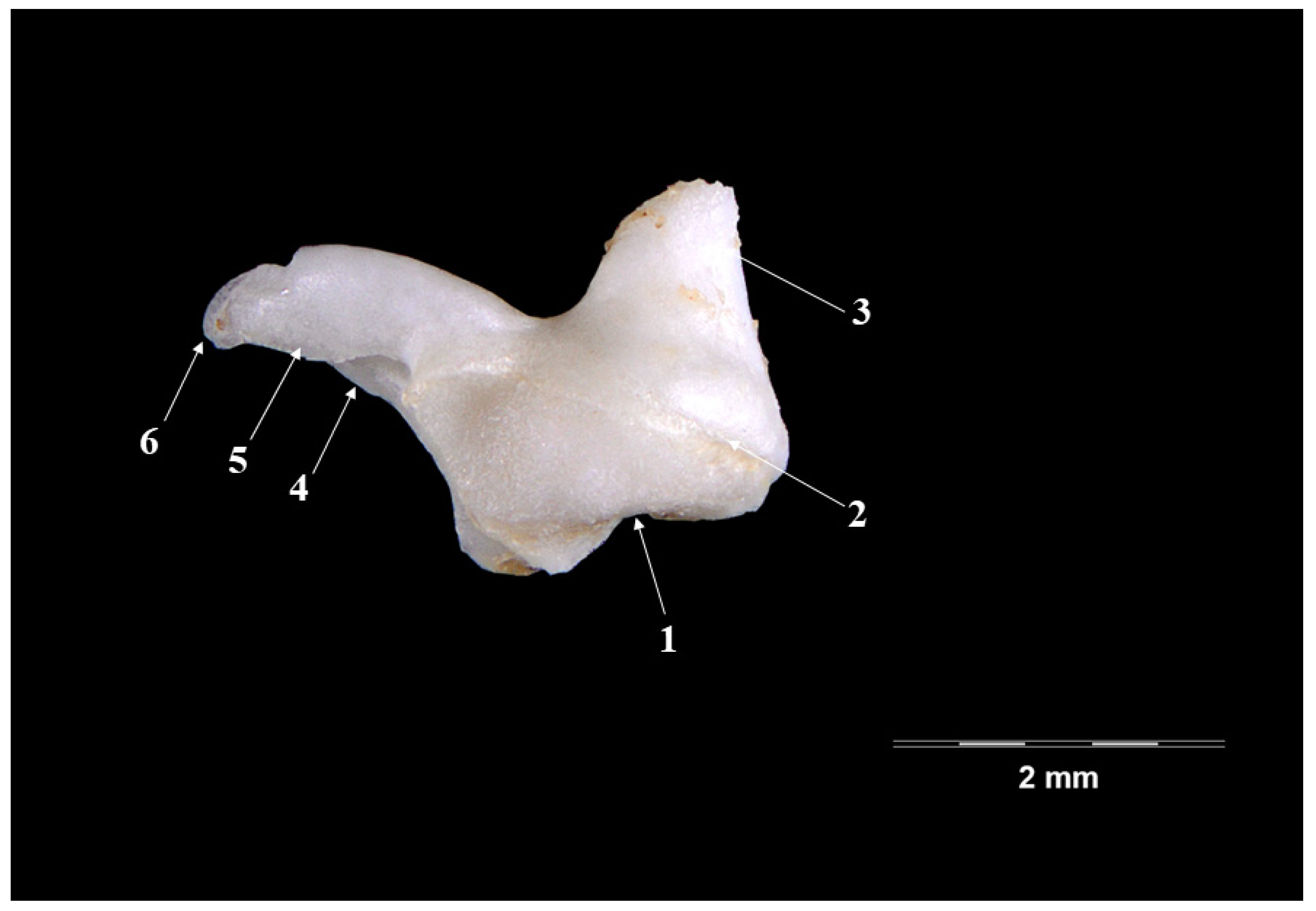 Vetsci 09 00483 g004
