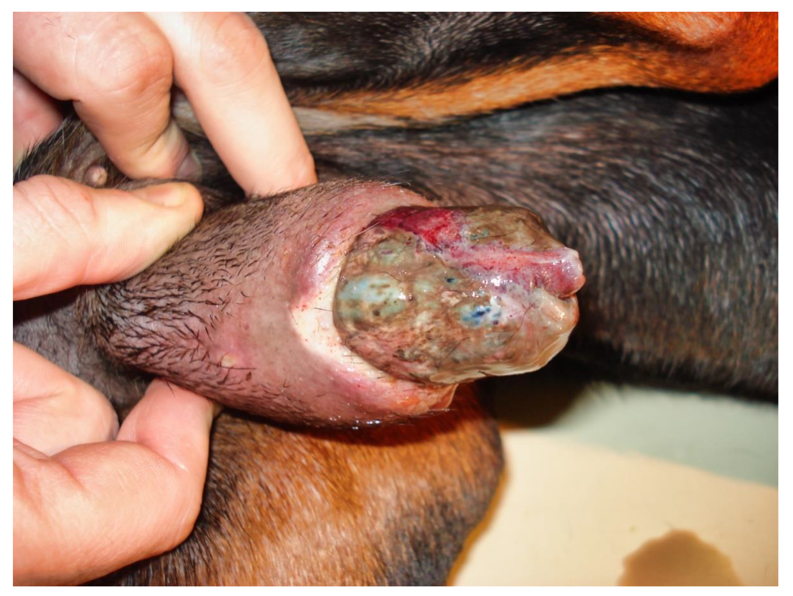 Vetsci 09 00518 g002