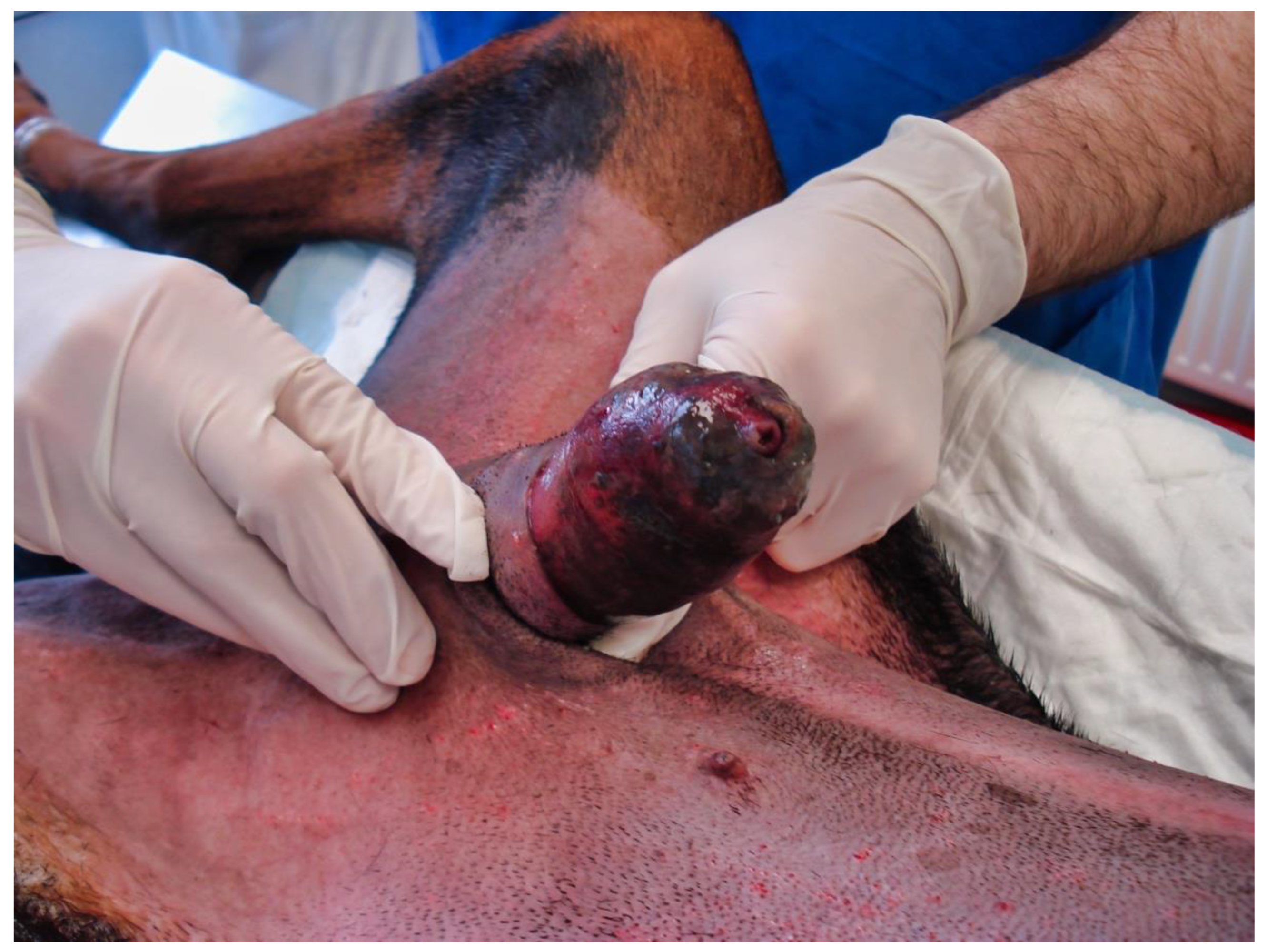 Vetsci 09 00518 g003